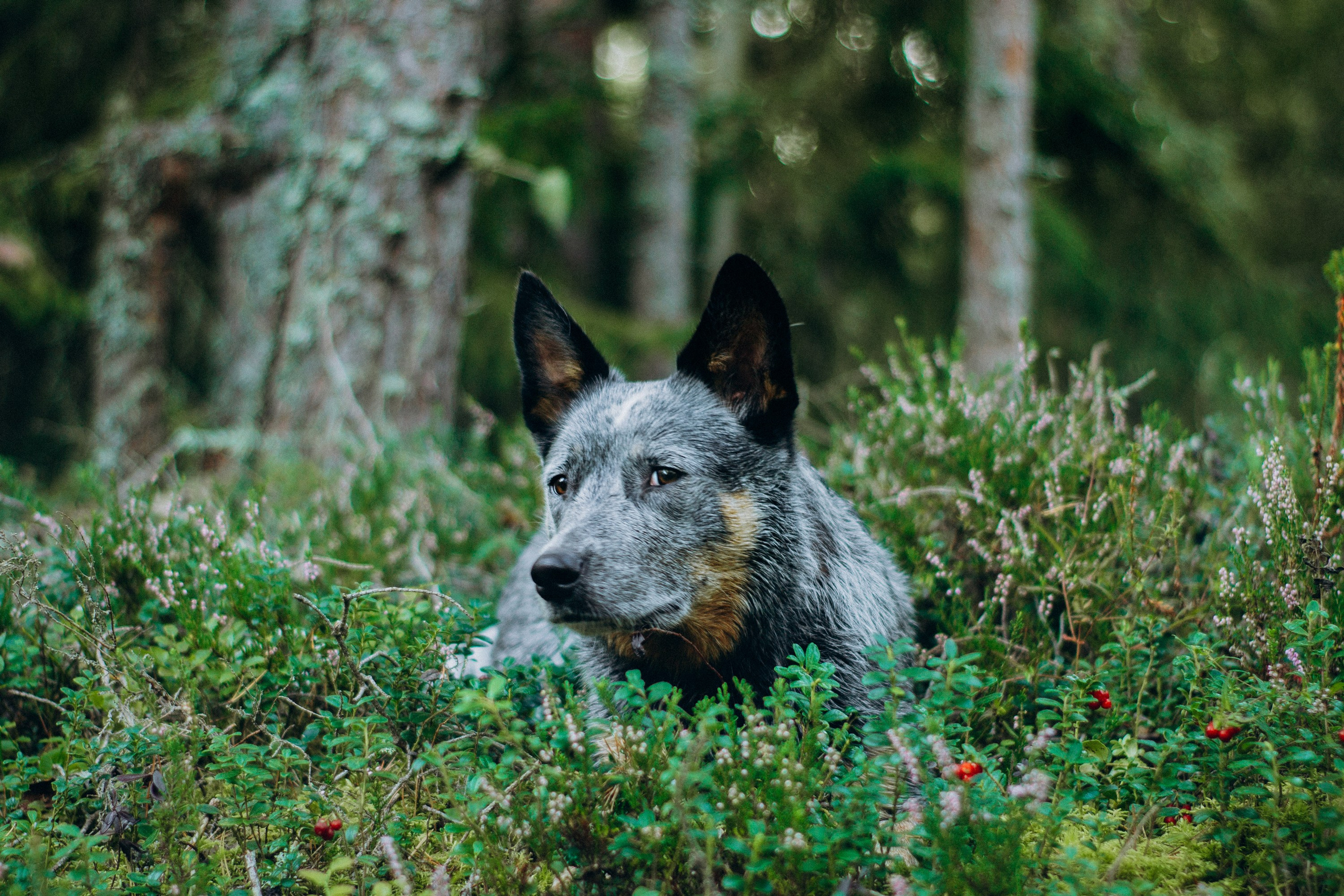 Dakota, Australian Cattle Dog. Kat Laisaar — Pet photographer in Tallinn