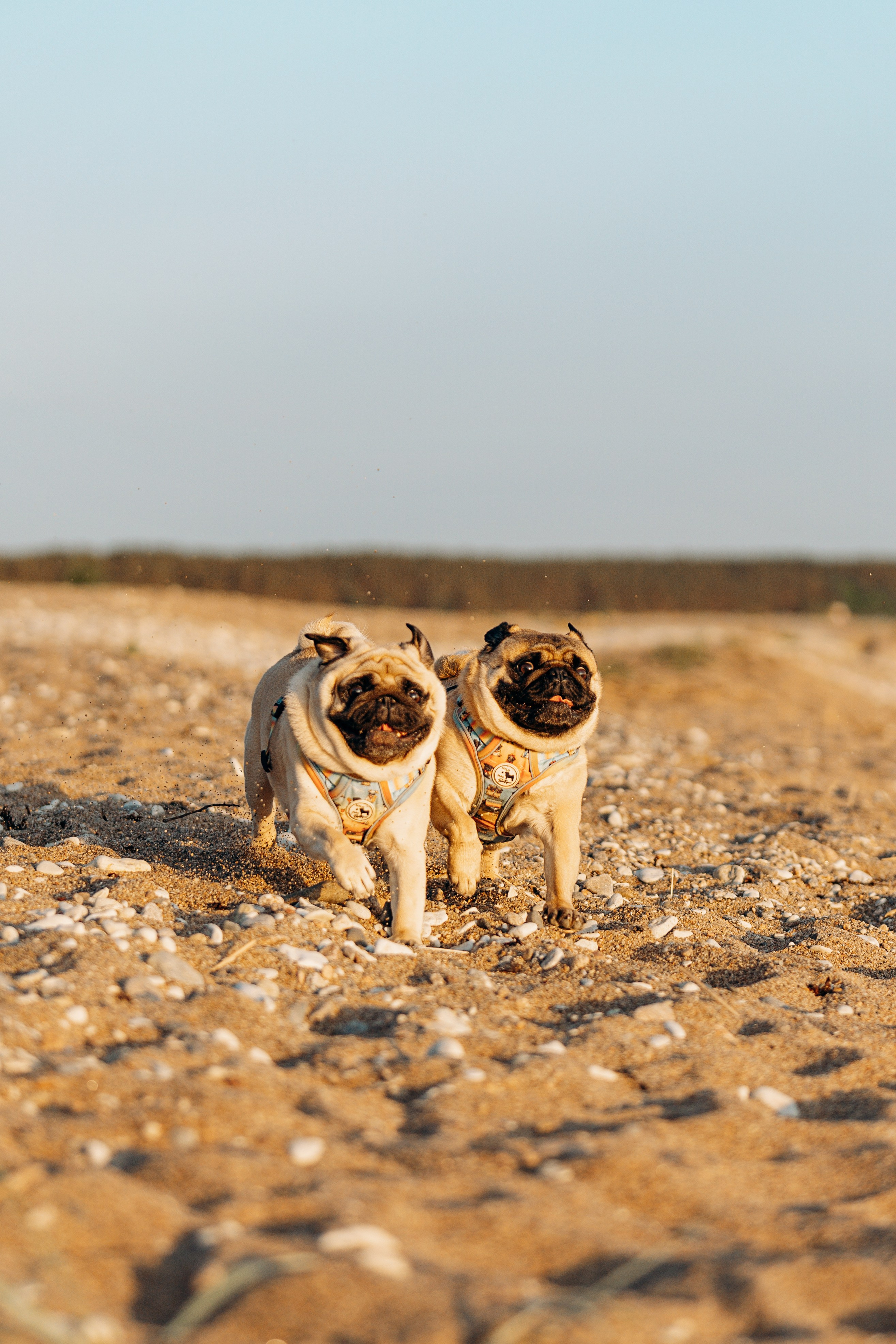 Frank, Tony, Katerina & Lev. Kat Laisaar — Pet photographer in Tallinn