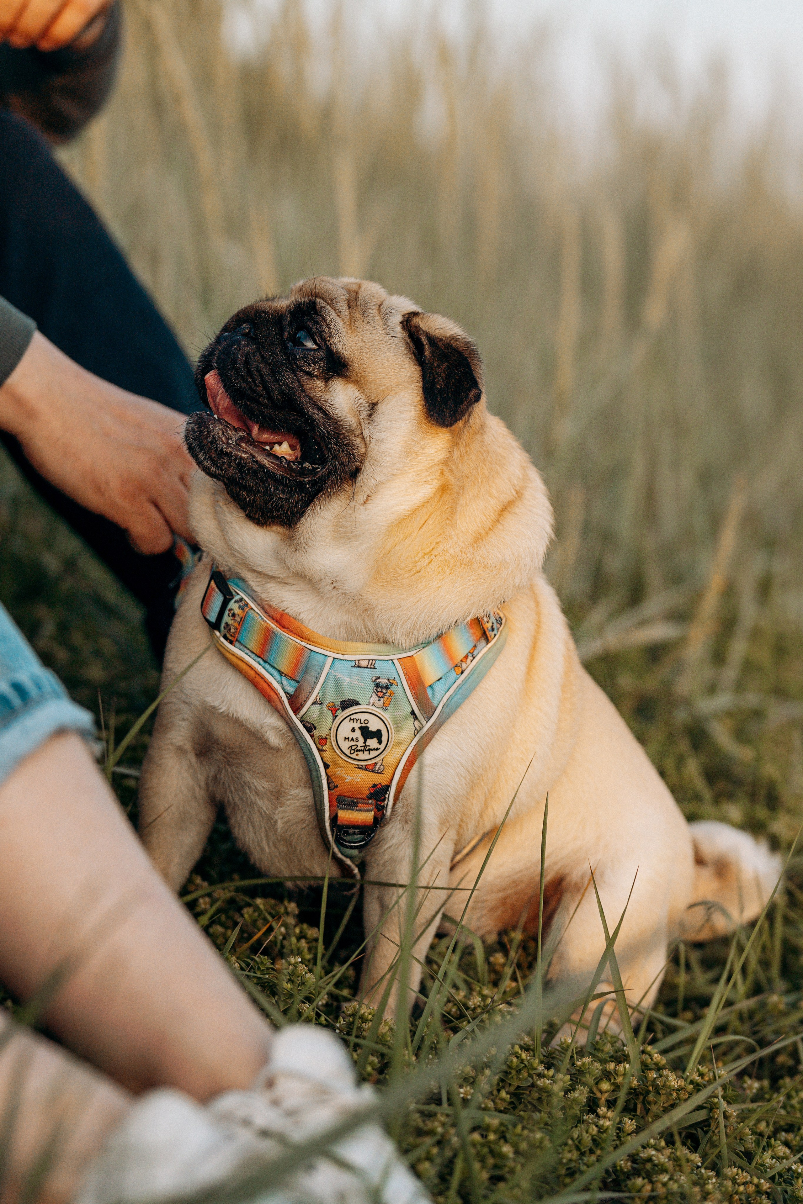 Frank, Tony, Katerina & Lev. Kat Laisaar — Pet photographer in Tallinn