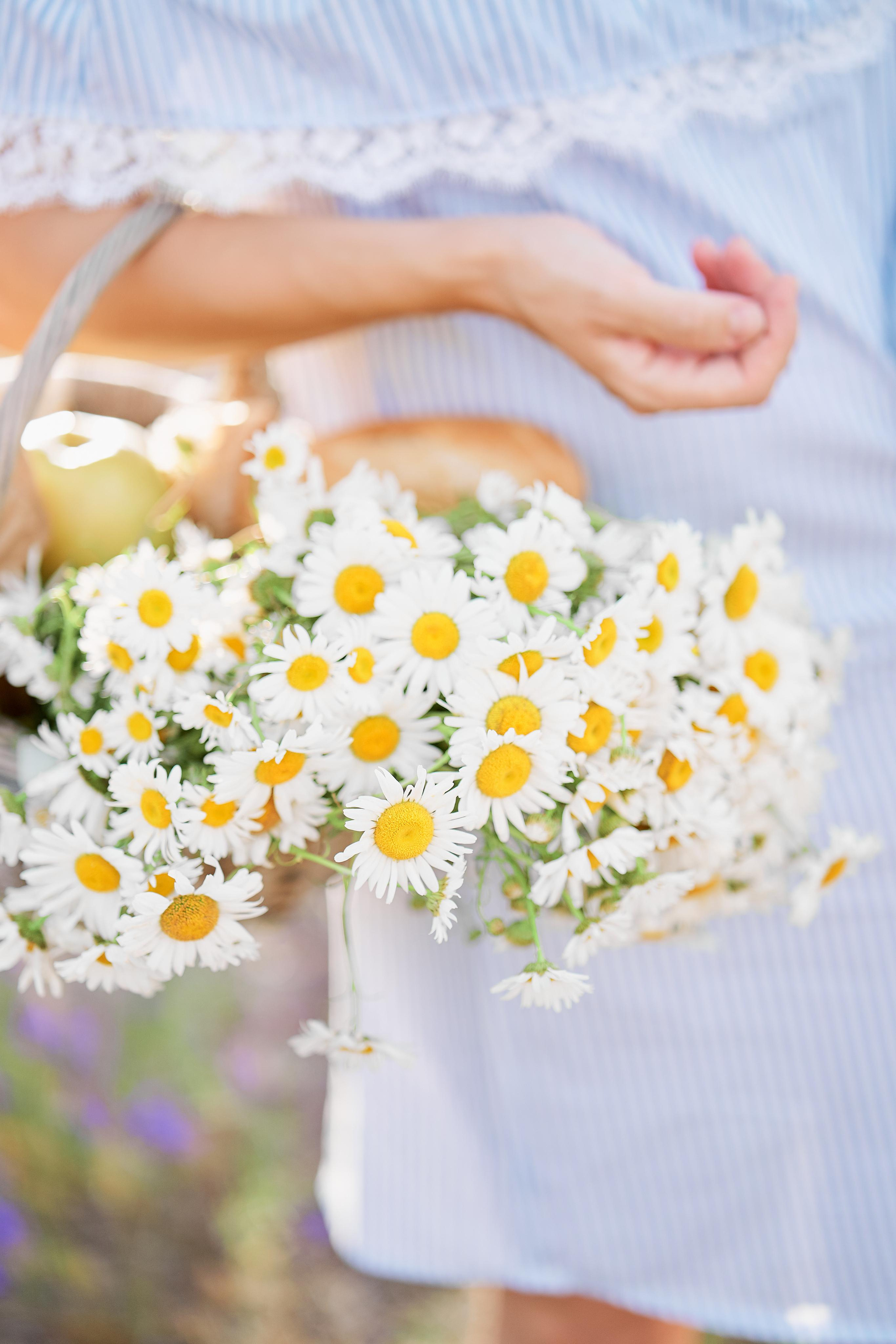 Летнее фиолетовое поле. Свадебный фотограф Даугавпилс, Рига/ Kāzu fotogrāfs Daugavpils, Rīga