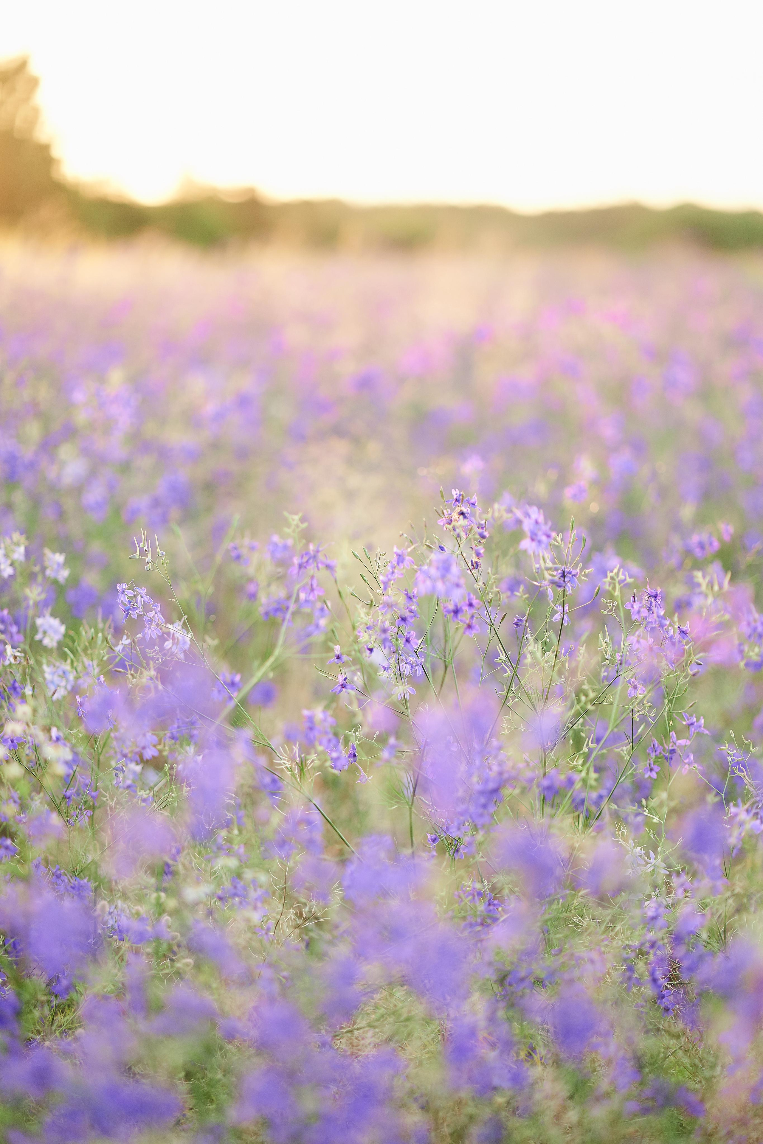 Летнее фиолетовое поле. Свадебный фотограф Даугавпилс, Рига/ Kāzu fotogrāfs Daugavpils, Rīga