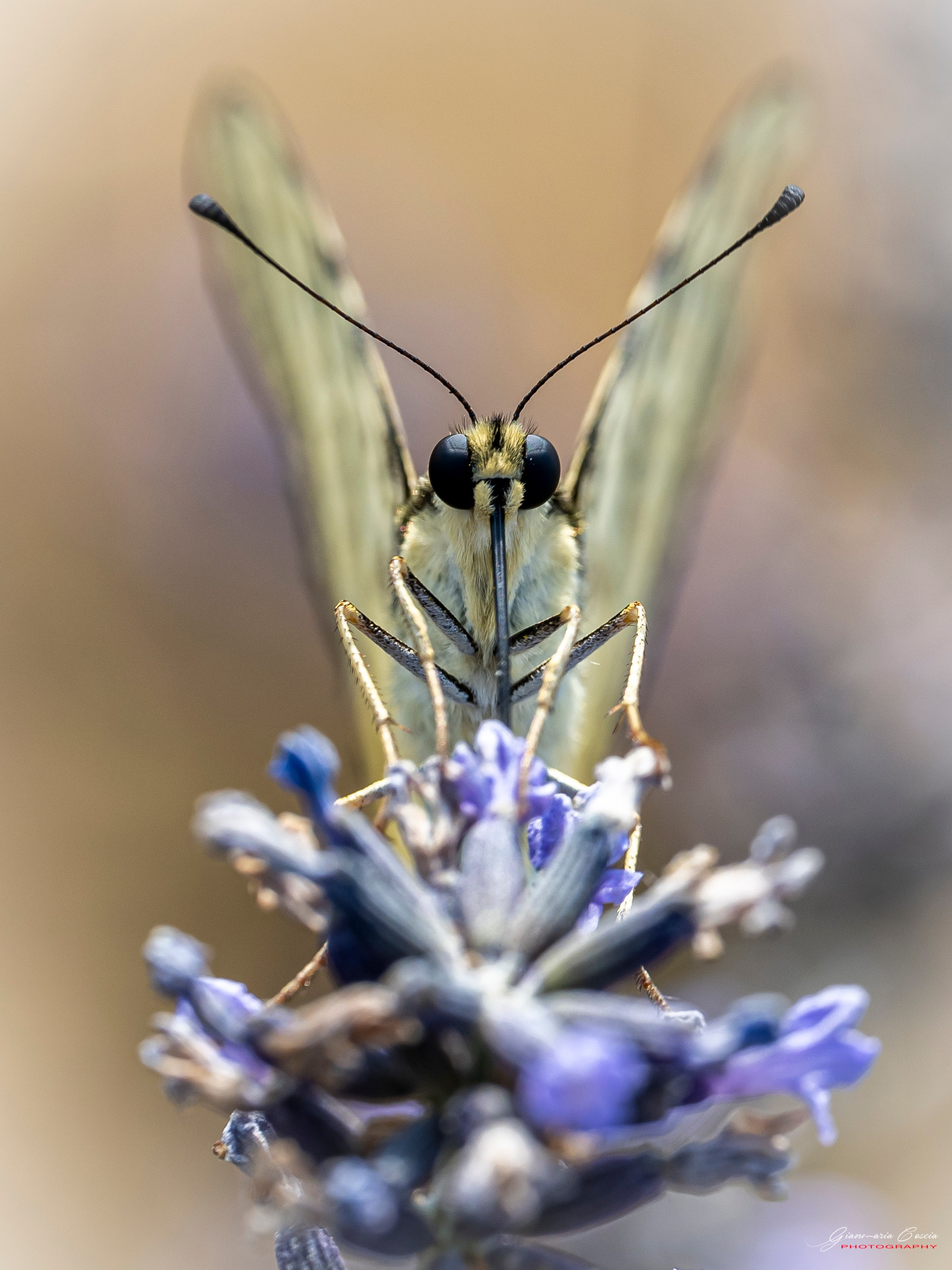 “Gianmaria Coscia fotografo per passione”