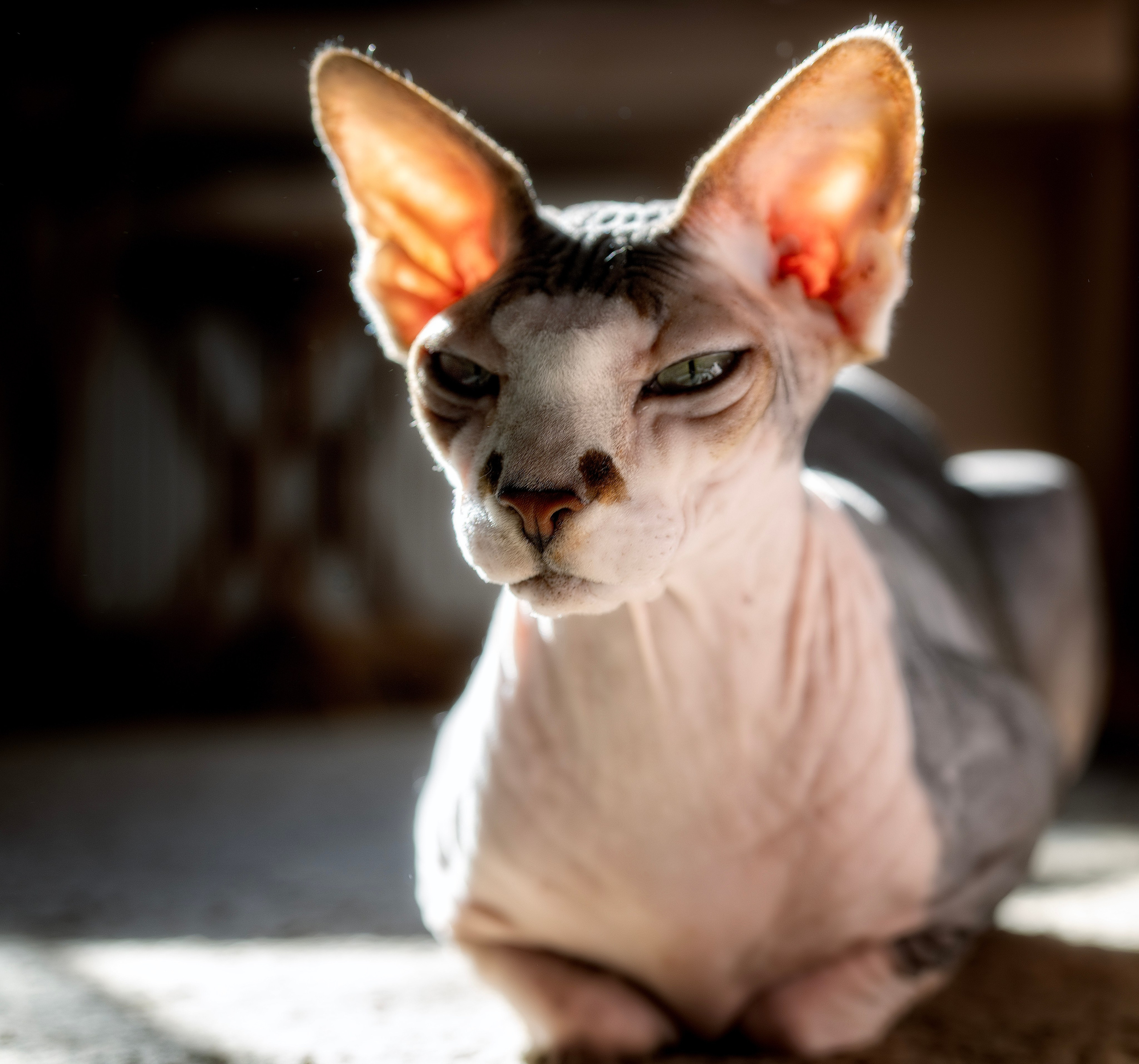 Katzen. LUKIN IGOR Photography