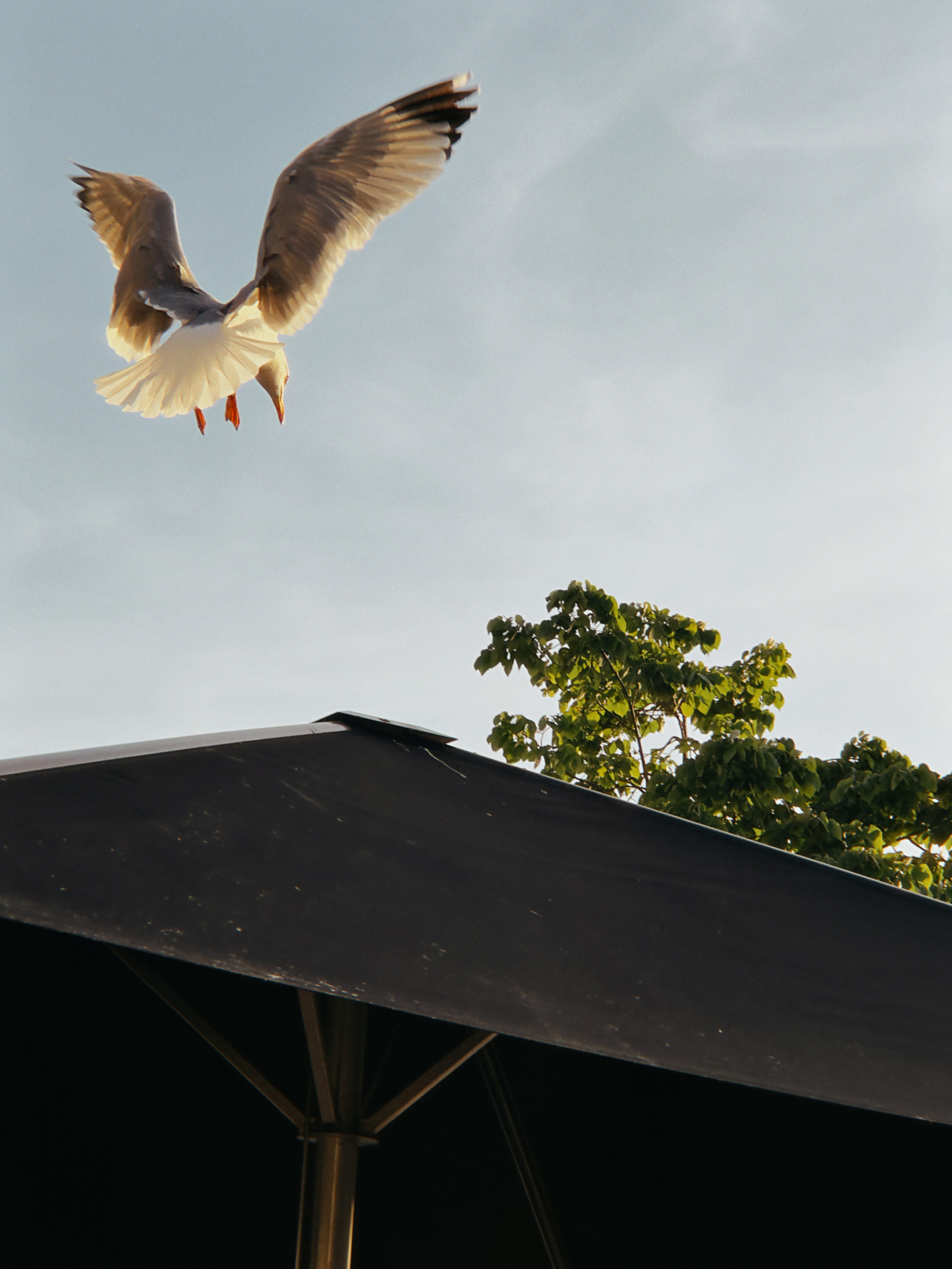 Mobilography. Artem Avanesov. Visual Content Creator