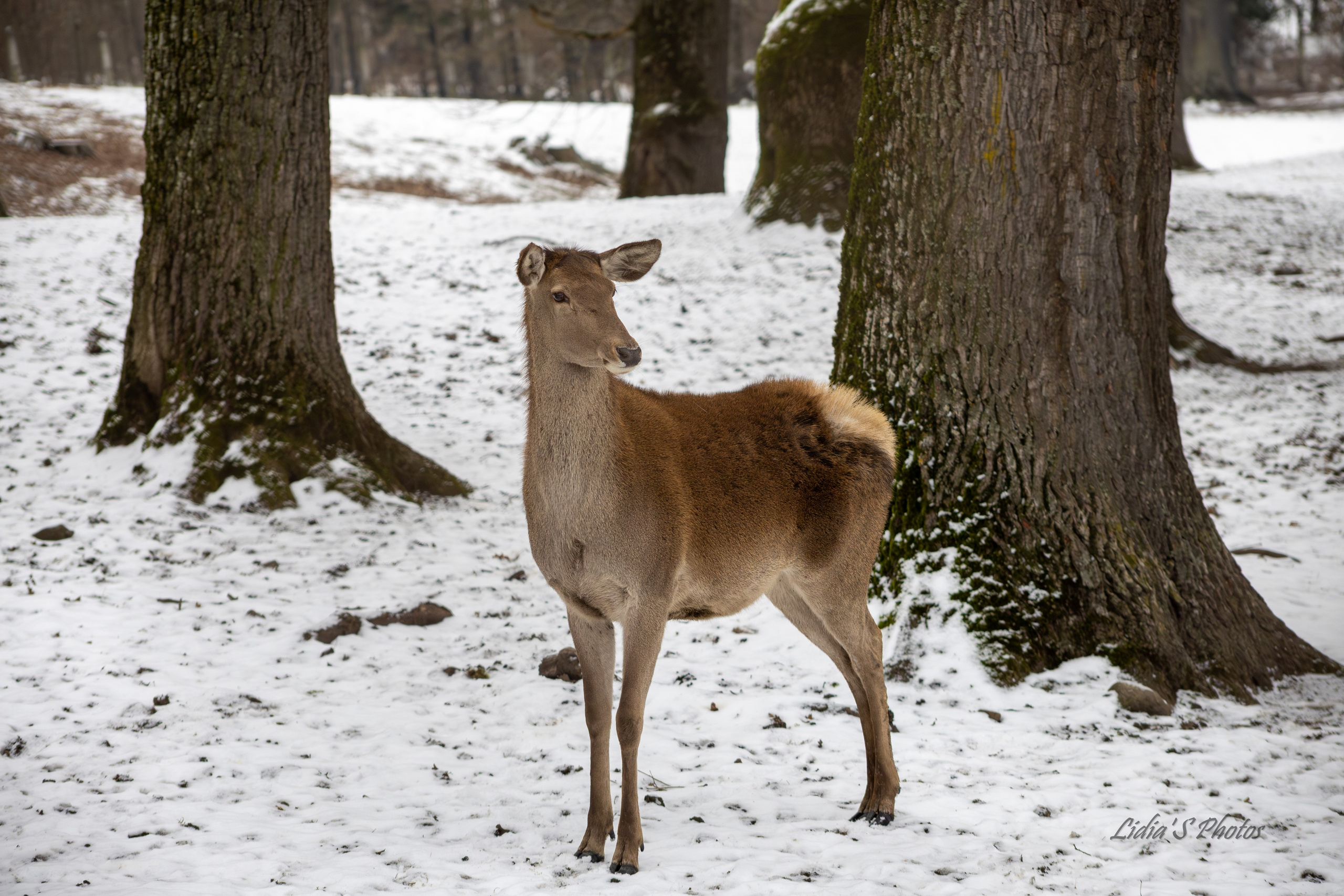 Fotograf. Lucrez cu oameni, produse și spații. Portret și fotografie creativă. Bacău, România. Lidia Savinoiu