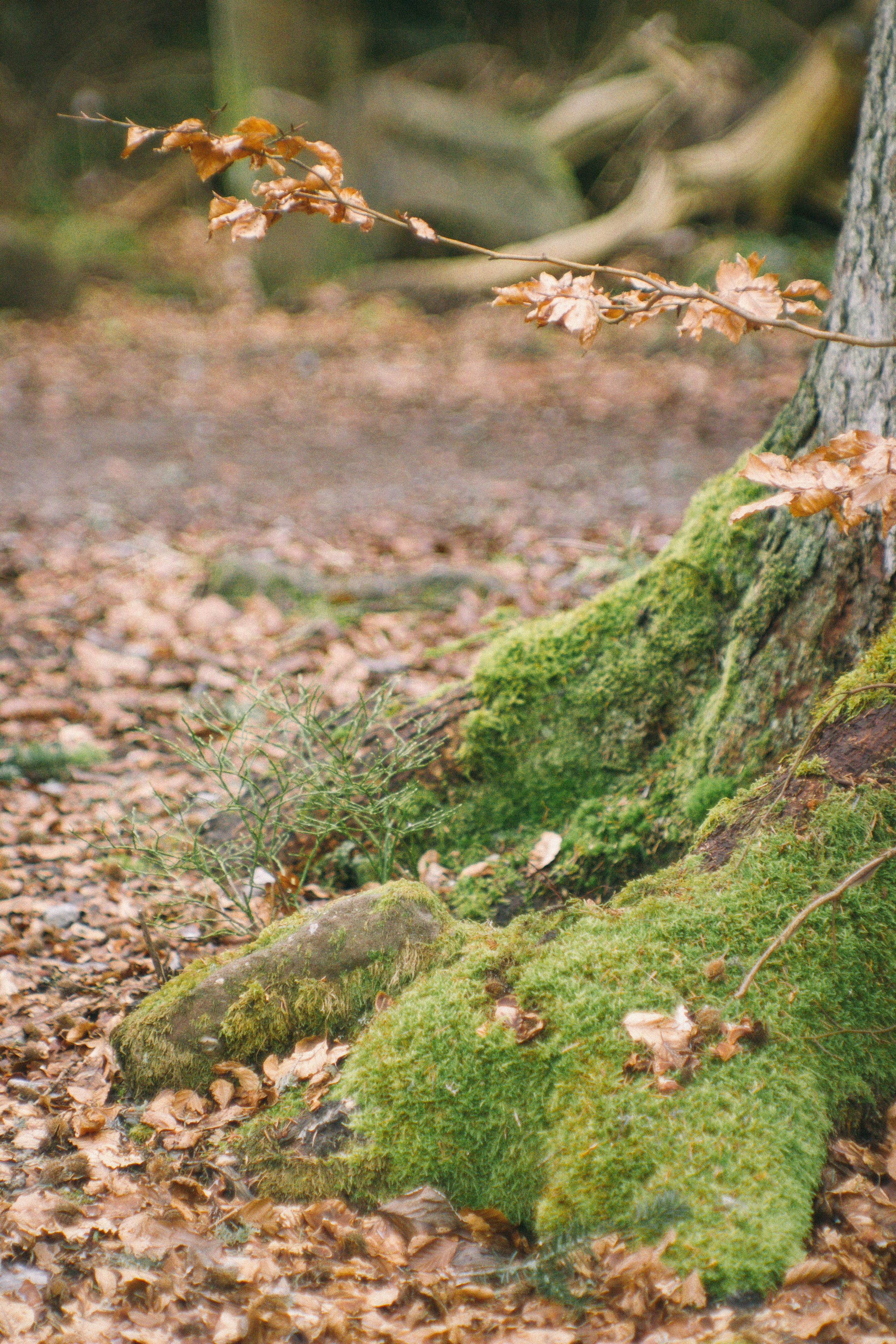 Baumwipfelpfad in Bad Wildbad. Maria Chistyakovа — Fotografin in Karlsruhe, Baden-Baden und Umgebung