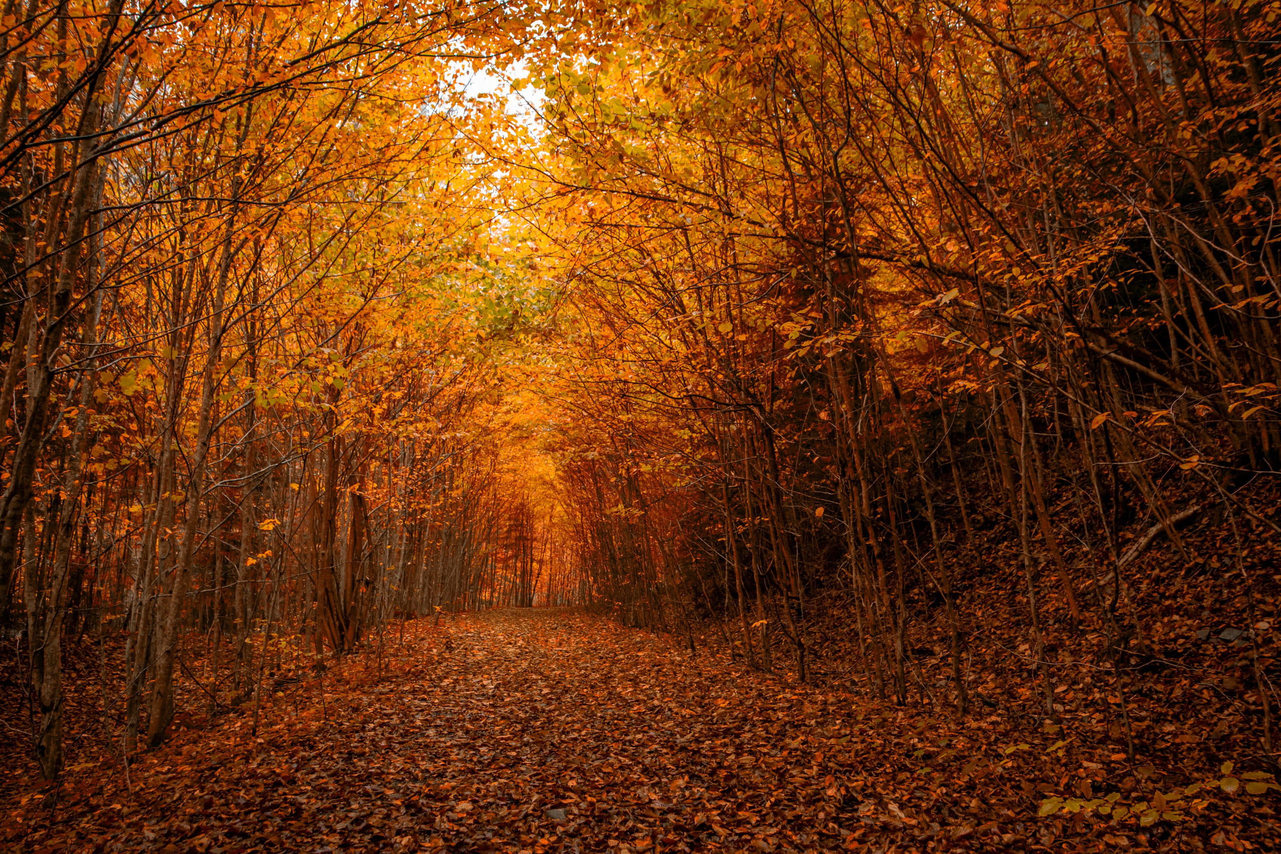 Călătorie. Daniel Hașiegan