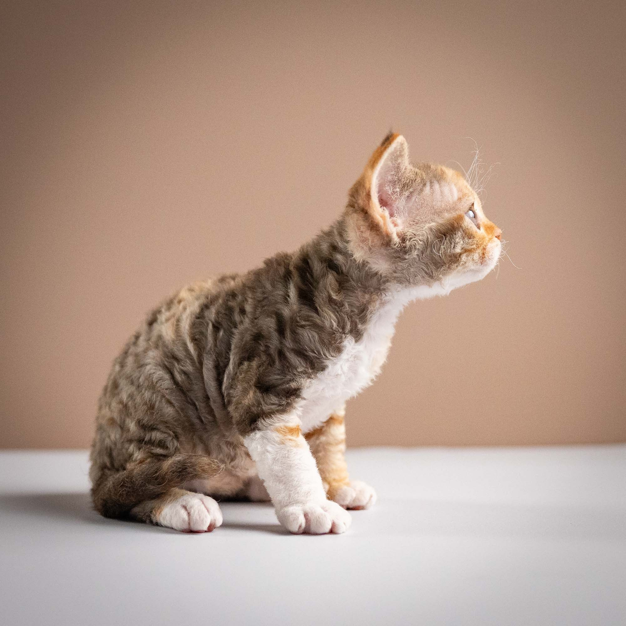 Oksana, girl, born 02.08.26. Devon Rex Pixie Cattery