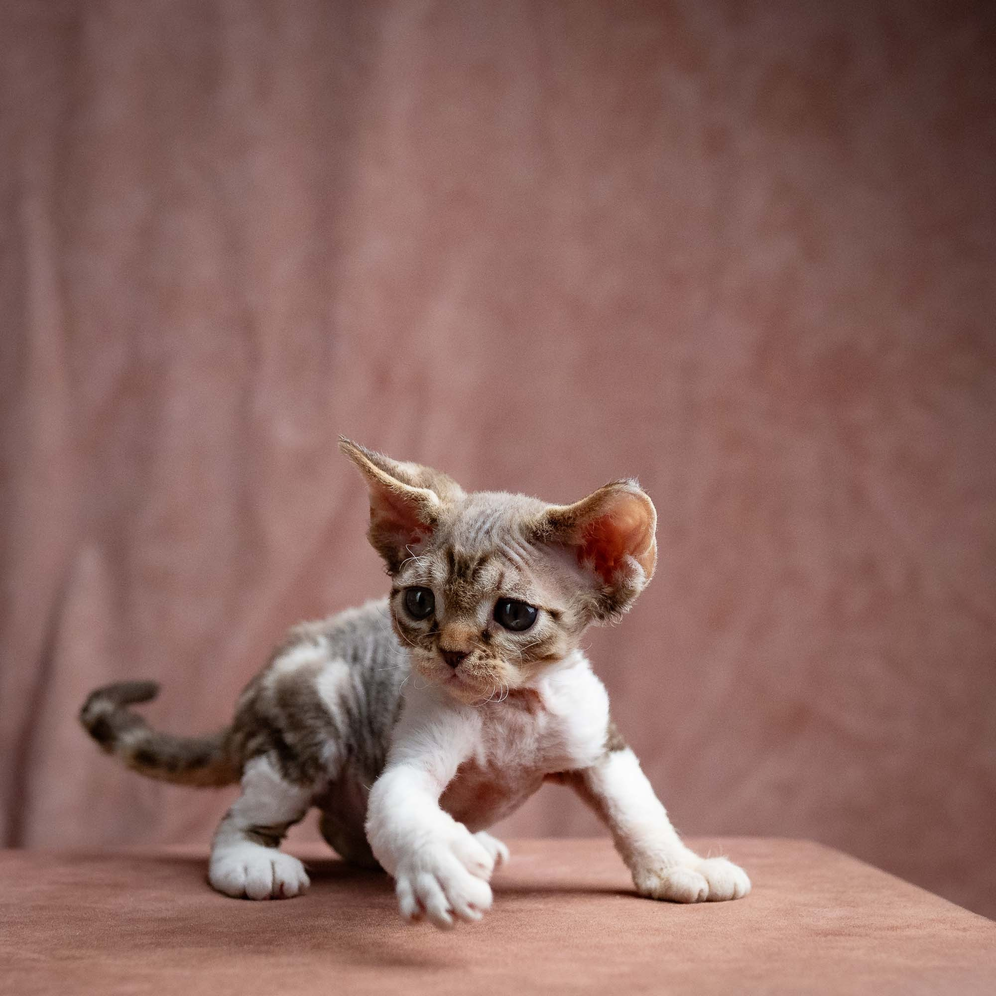 Simon, boy, born 05.15.26. Devon Rex Pixie Cattery