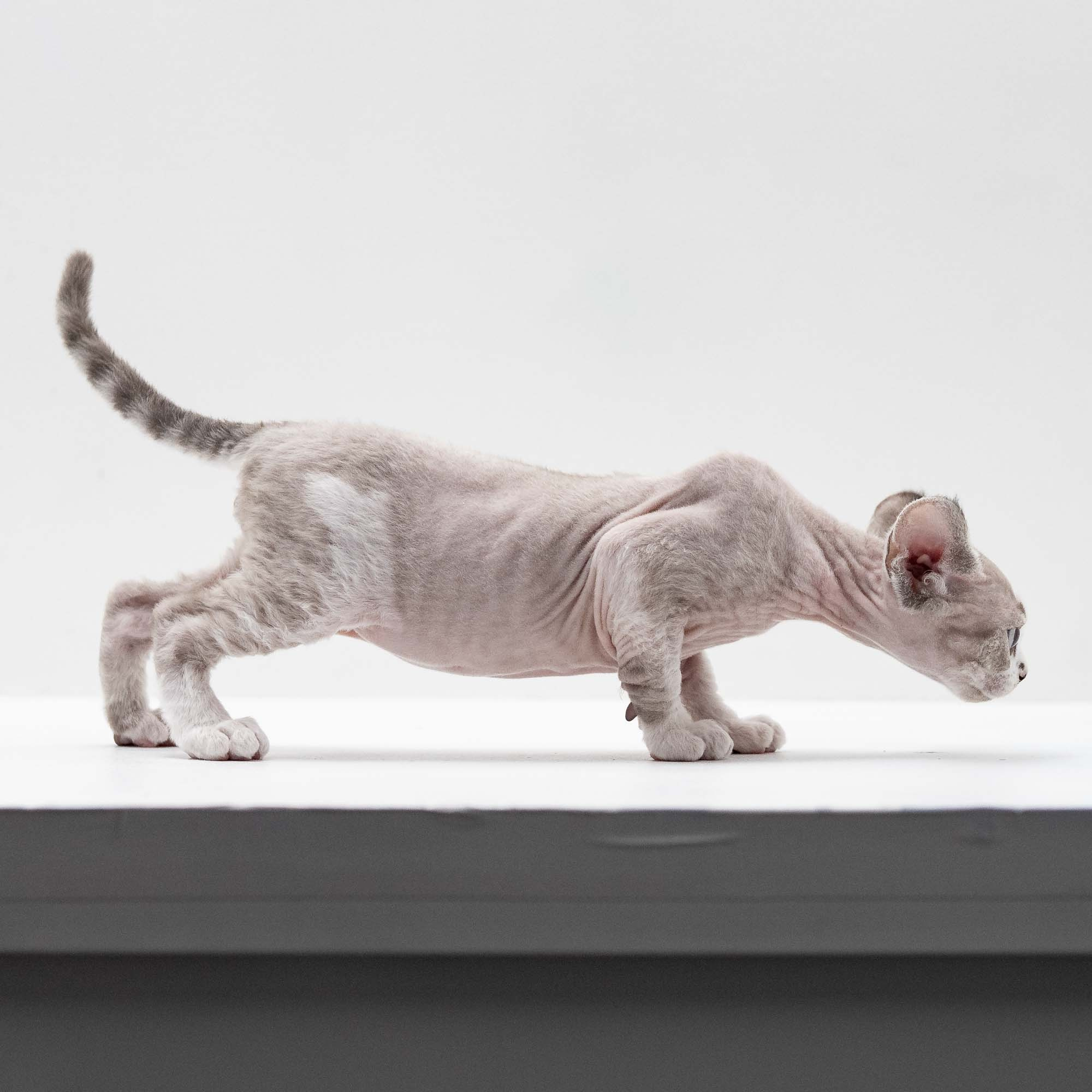 Frank, boy, born on 01.01.25. Devon Rex Pixie Cattery