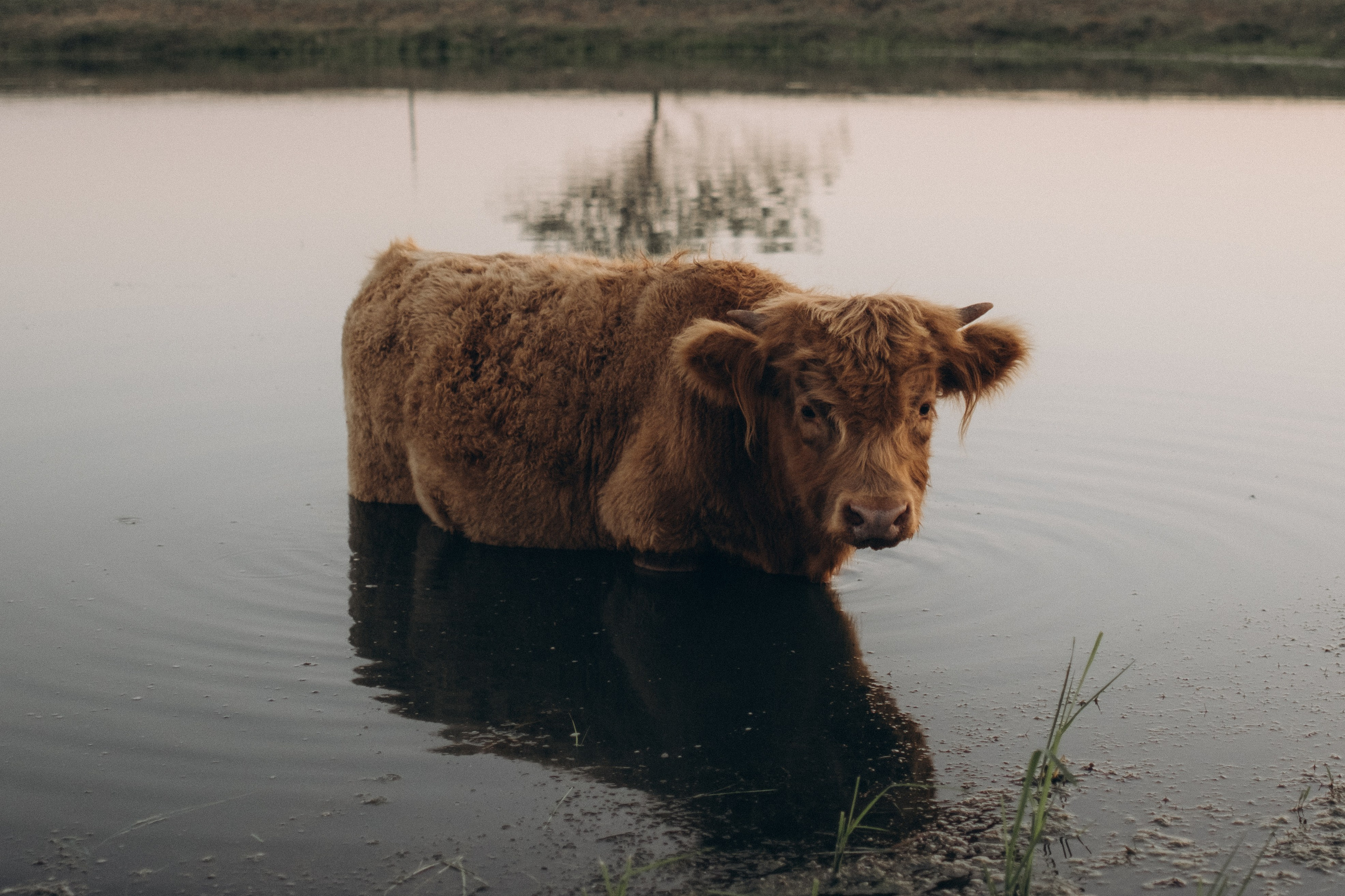 Farm Story. Lens Captures Life