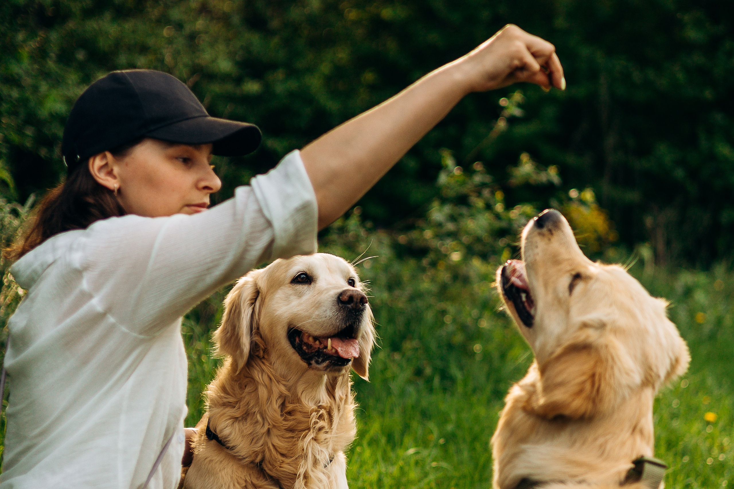 Настя, Арчи, Арагон. Фотограф-анималист | Белград