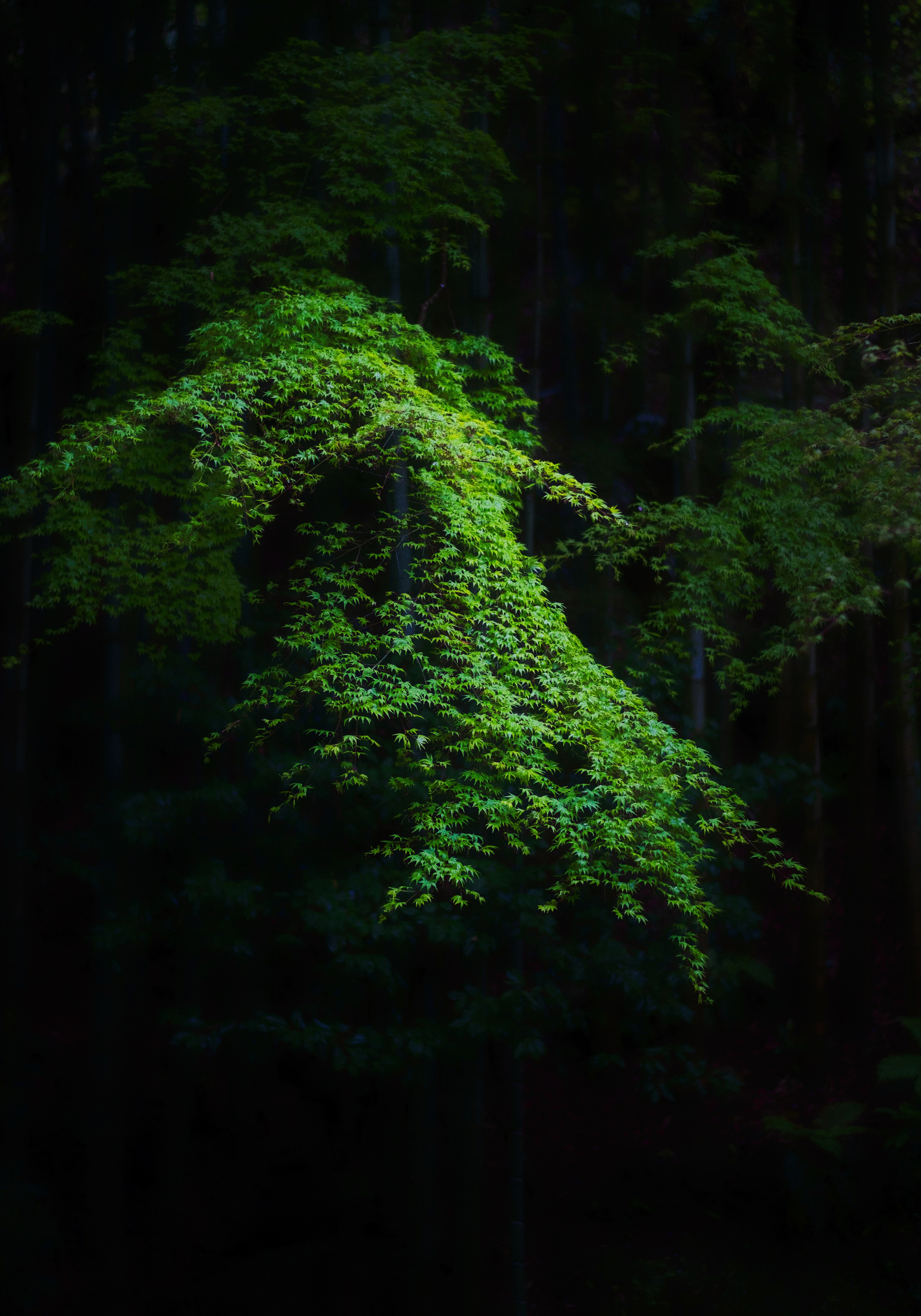 Artjom Kutuzov Photography