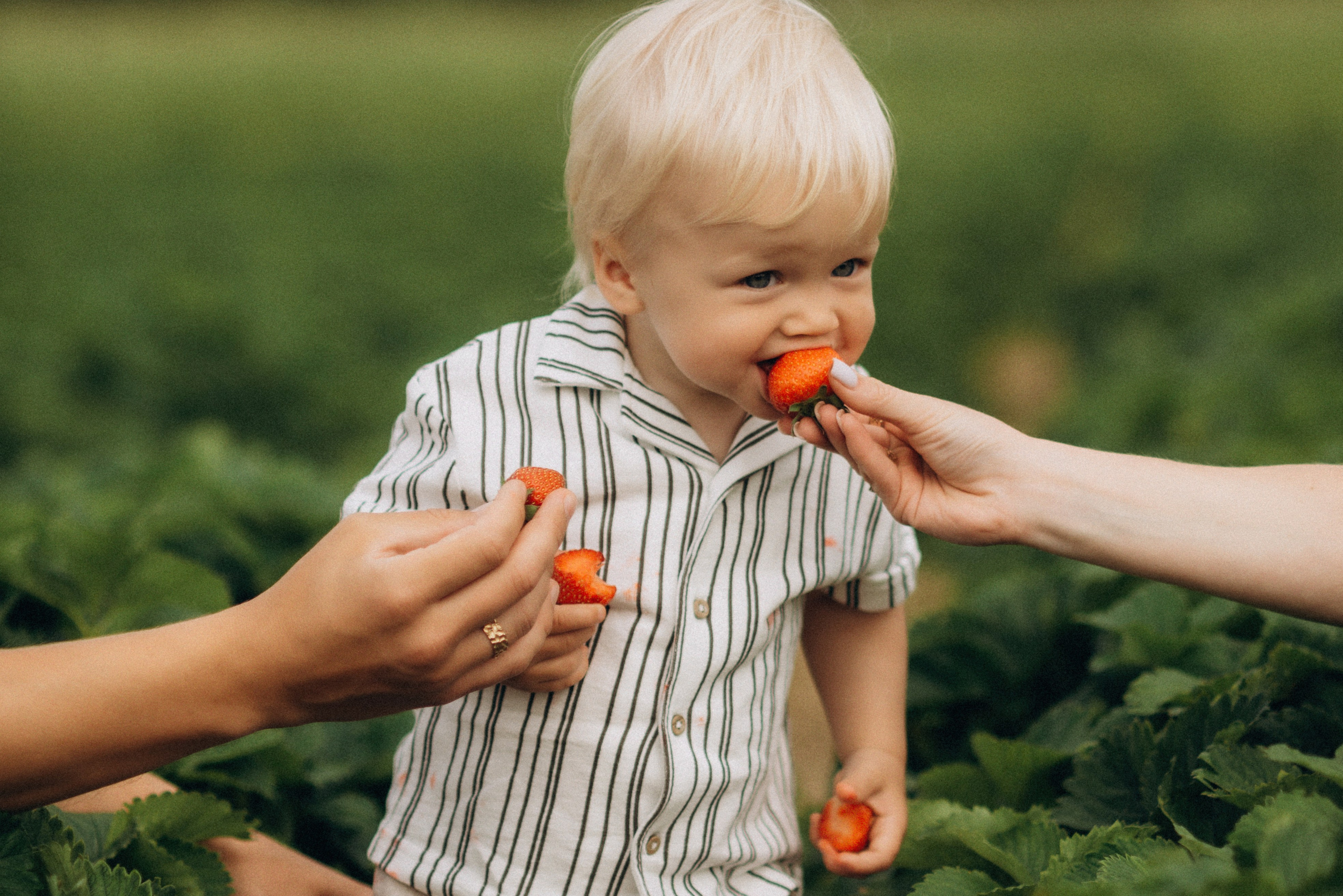 Семейная фотосессия в клубнике. Семейный фотограф Лейпциг, Германия