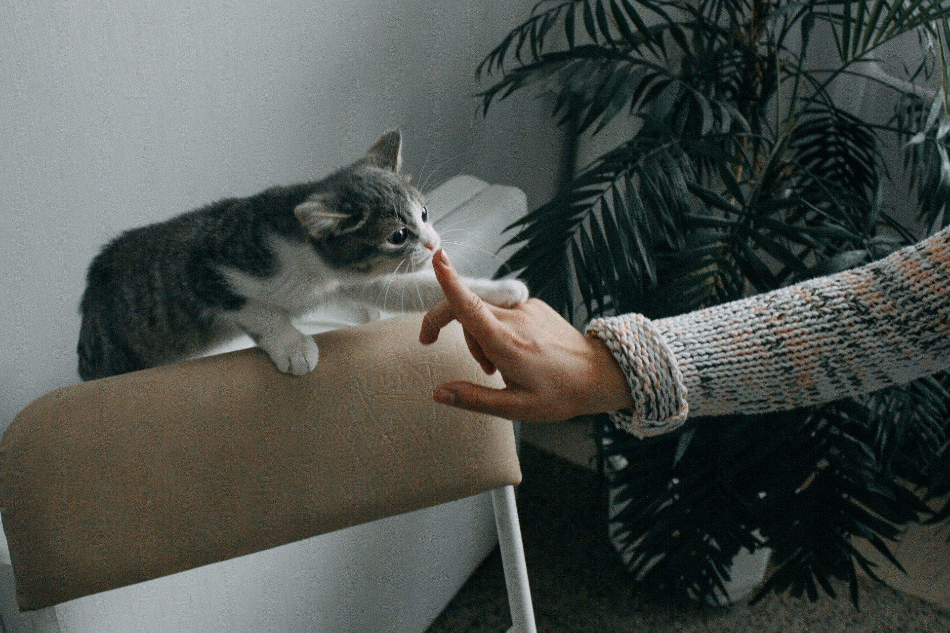 Аня и кот. Свадебный и портретный фотограф в Белграде Екатерина Македонская