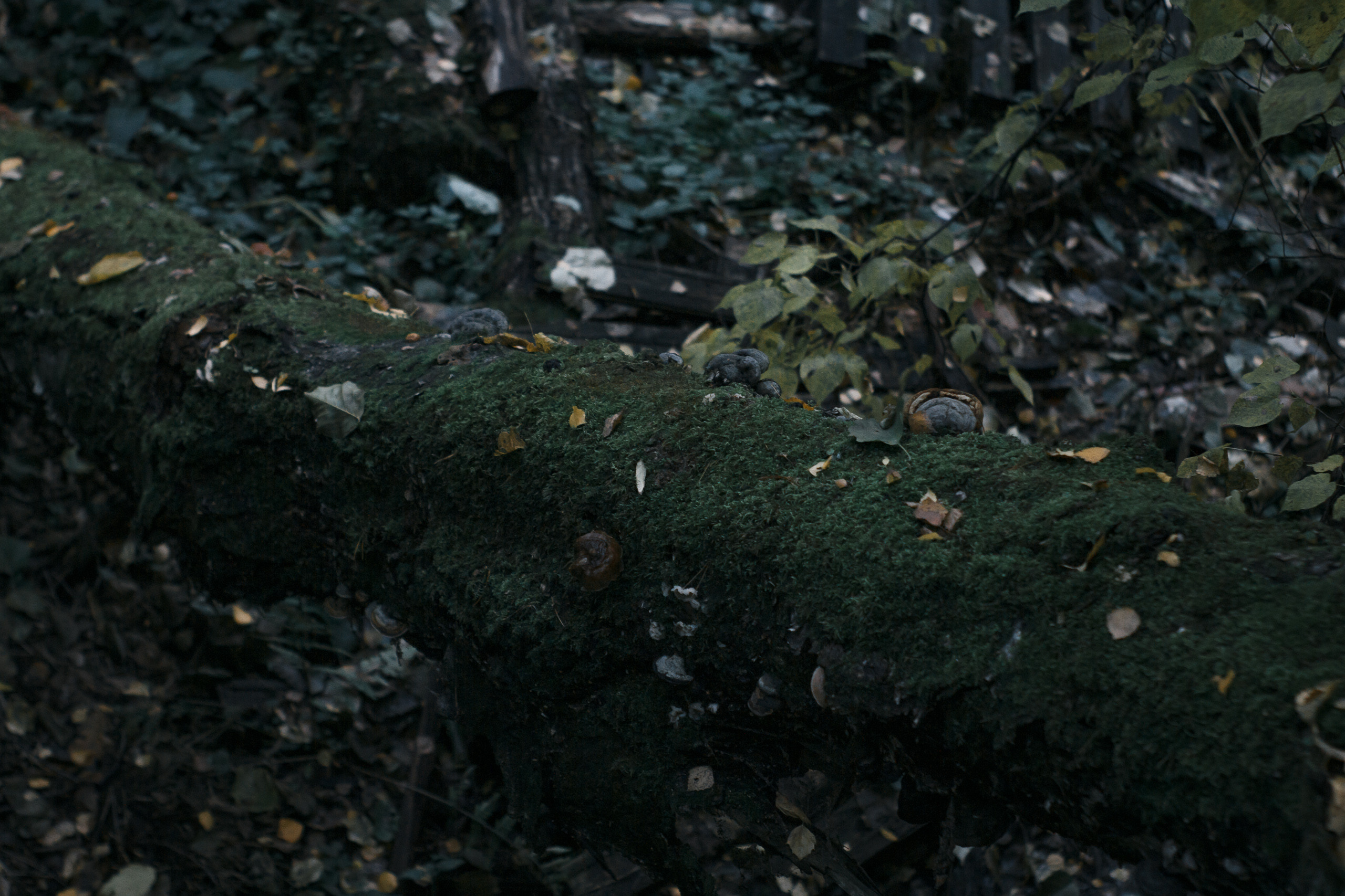 Vladislav. Wedding and portrait photographer in Beograd Ekaterina Makedonskaya