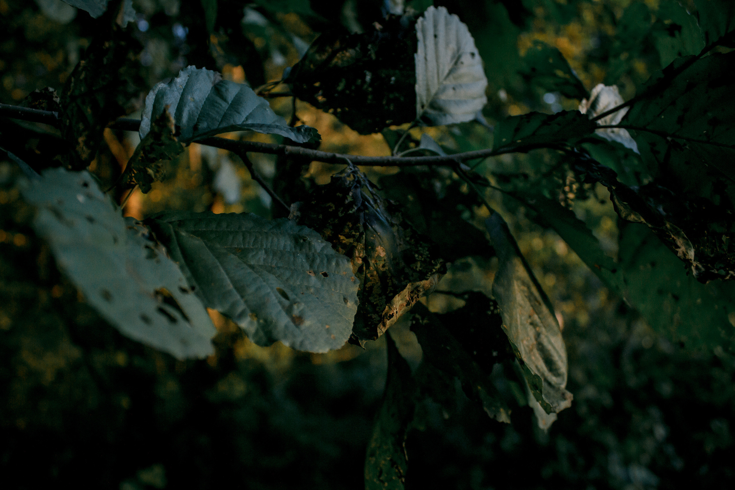 Vladislav. Wedding and portrait photographer in Beograd Ekaterina Makedonskaya