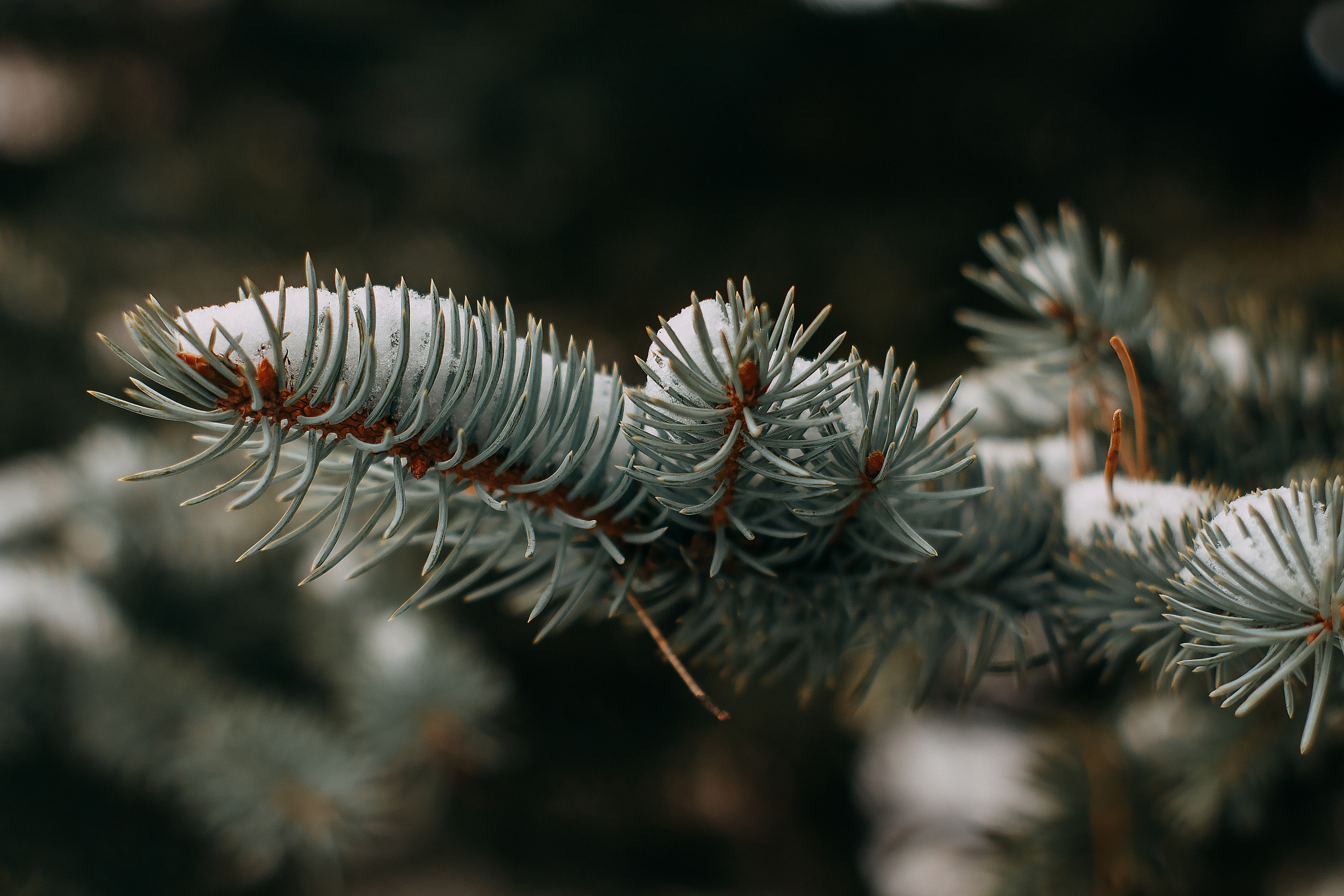 Katya with Danya. Wedding and portrait photographer in Beograd Ekaterina Makedonskaya