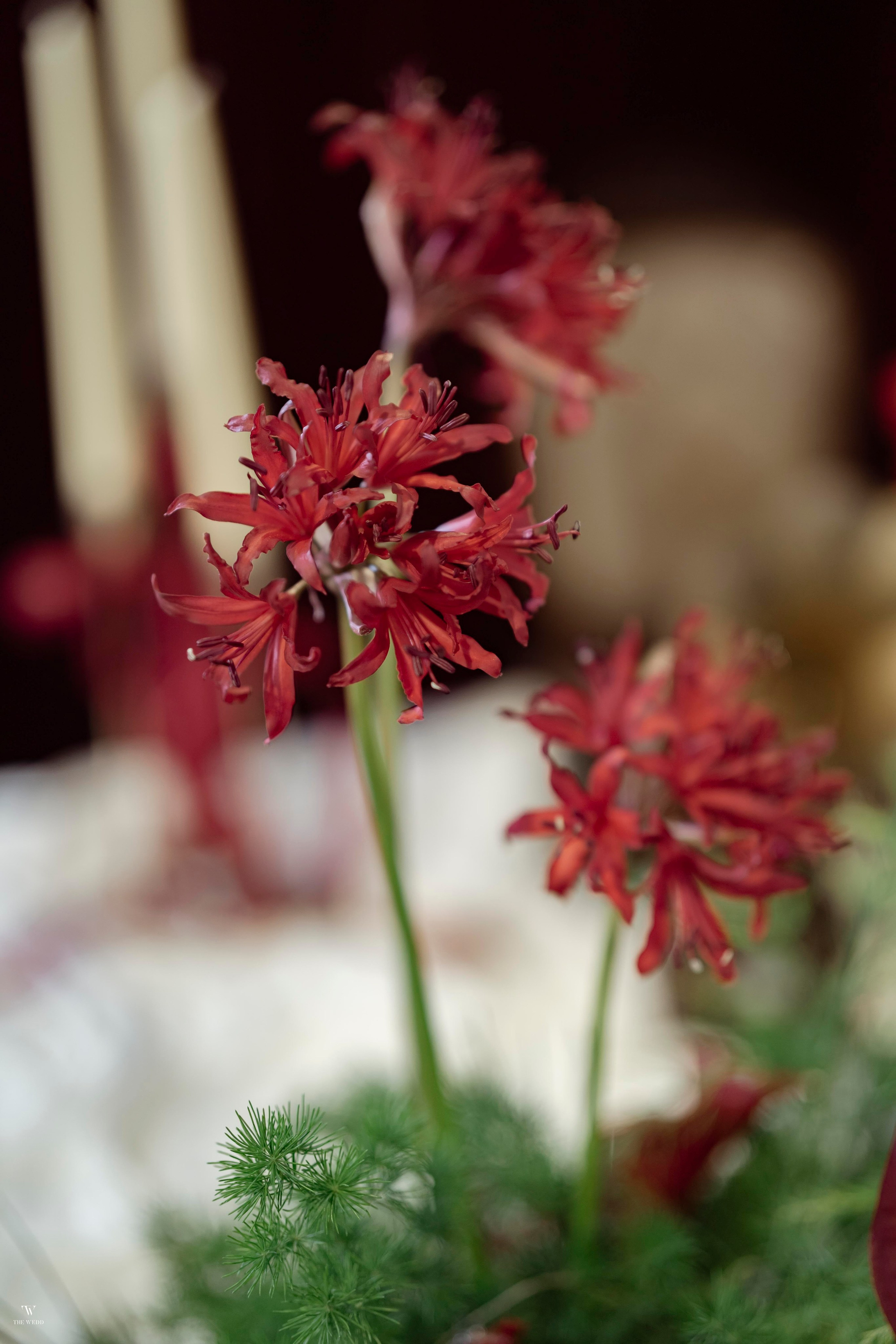 NGHIA & NGOC. WEDDING PHOTOGRAPHER IN VIETNAM