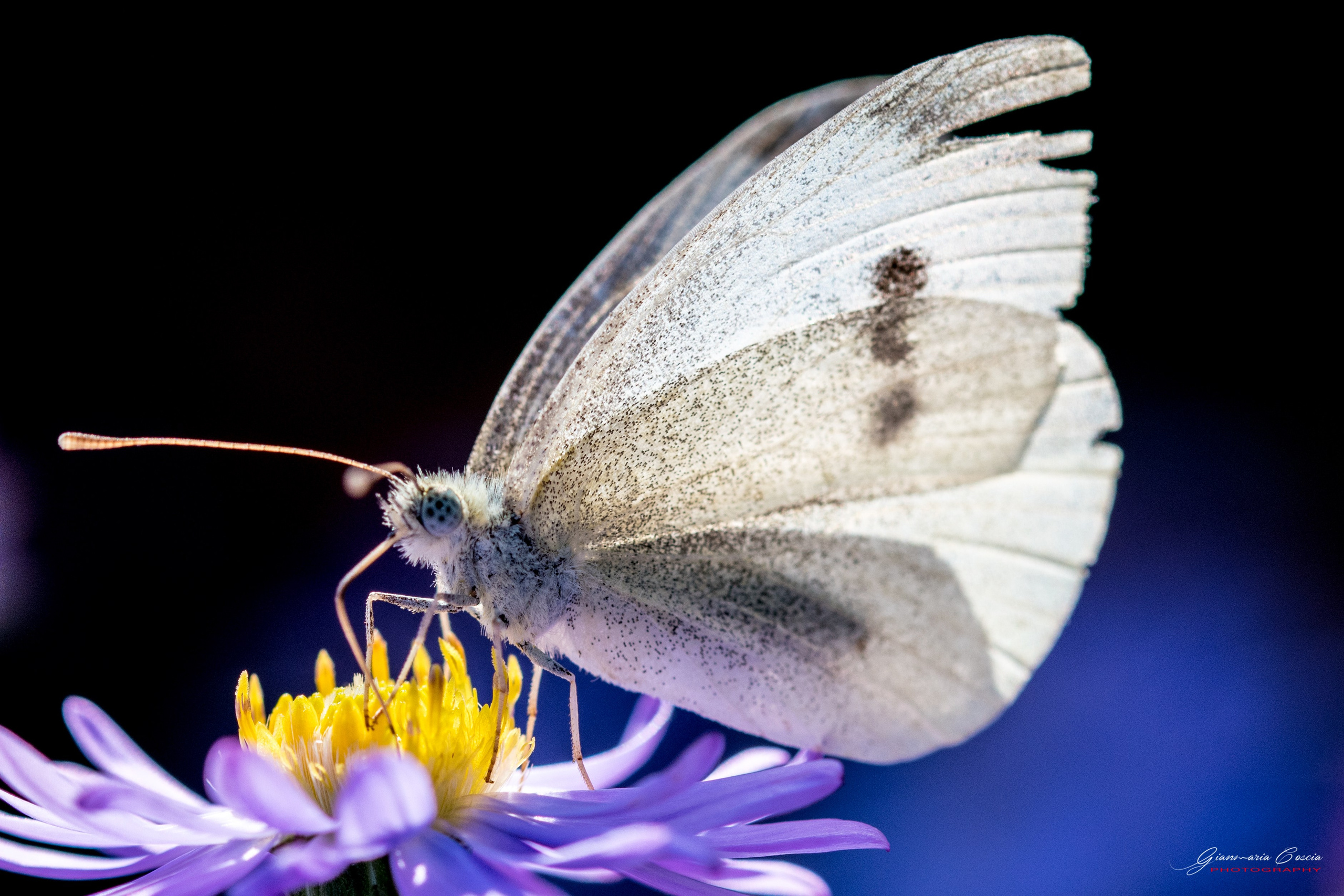 “Gianmaria Coscia fotografo per passione”