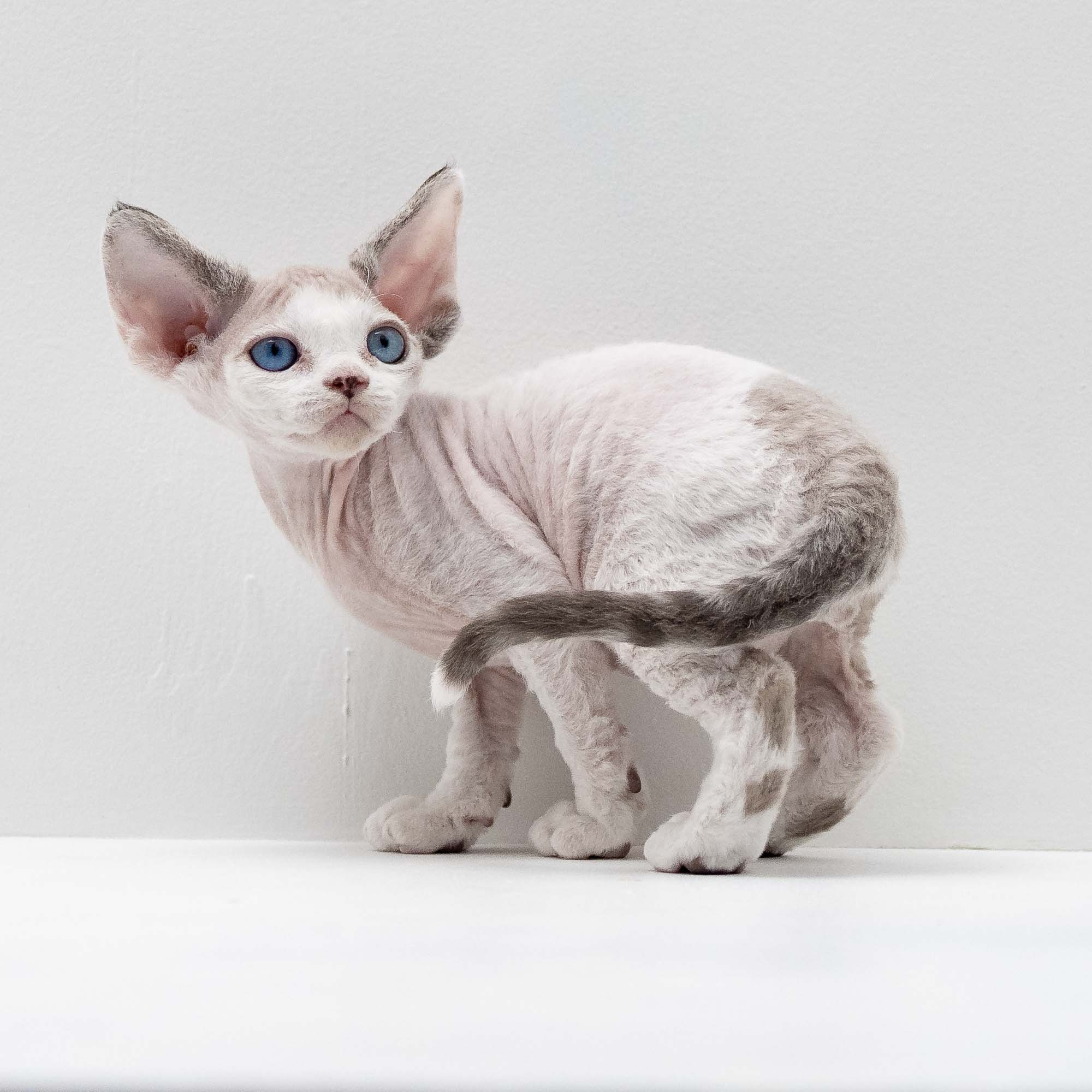 Frosttip, boy, born on 01.01.25. Devon Rex Pixie Cattery