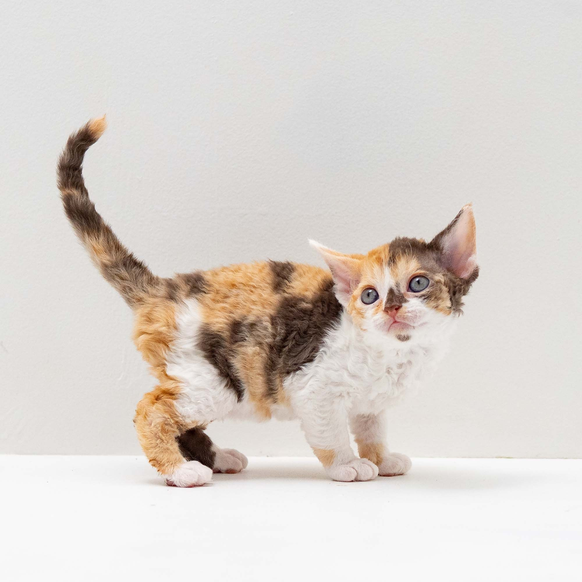 Sepulka,  girl, born on 01.18.25. Devon Rex Pixie Cattery