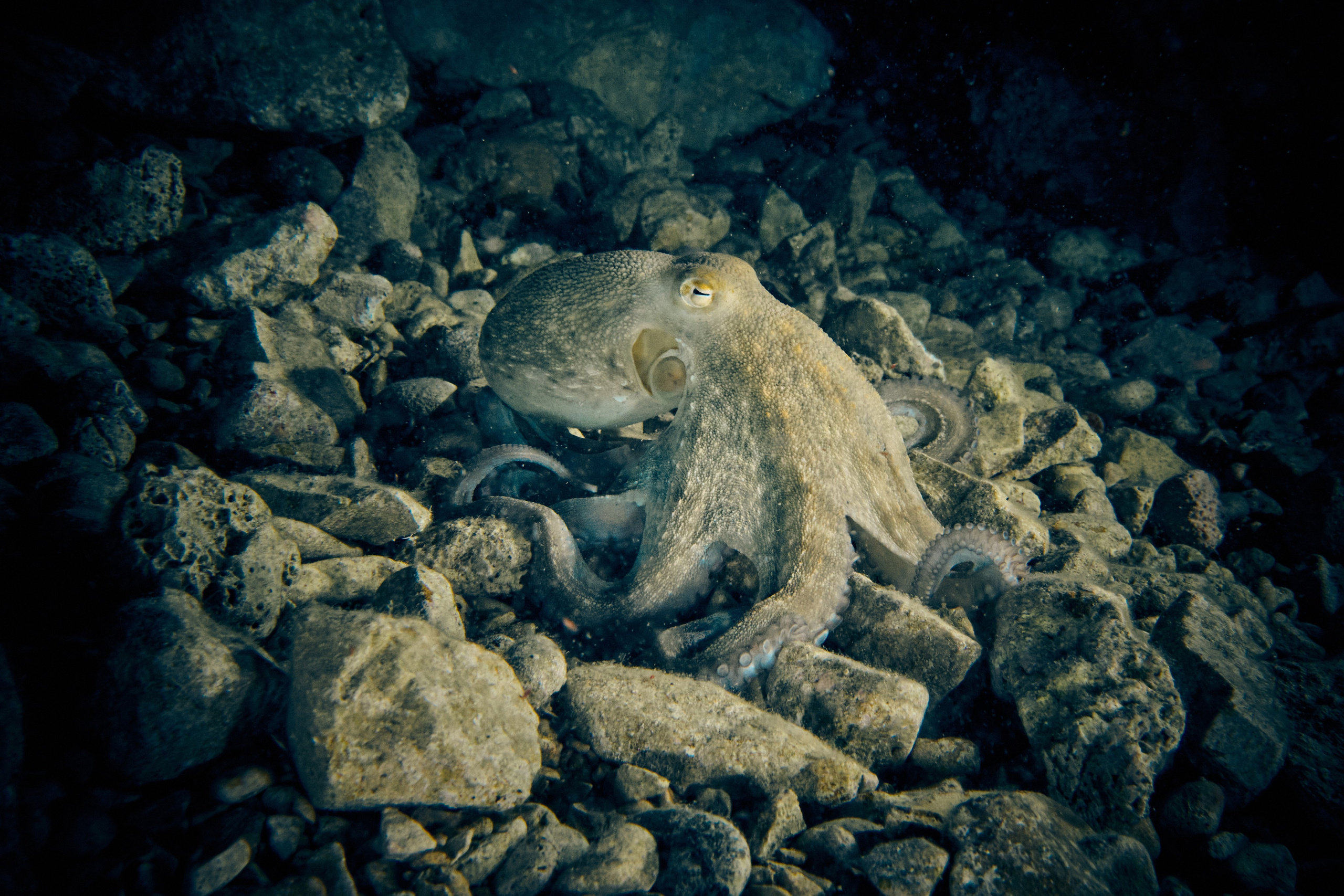 Mieszkańcy mórz. Andriej Szypilow — Photography & Videography