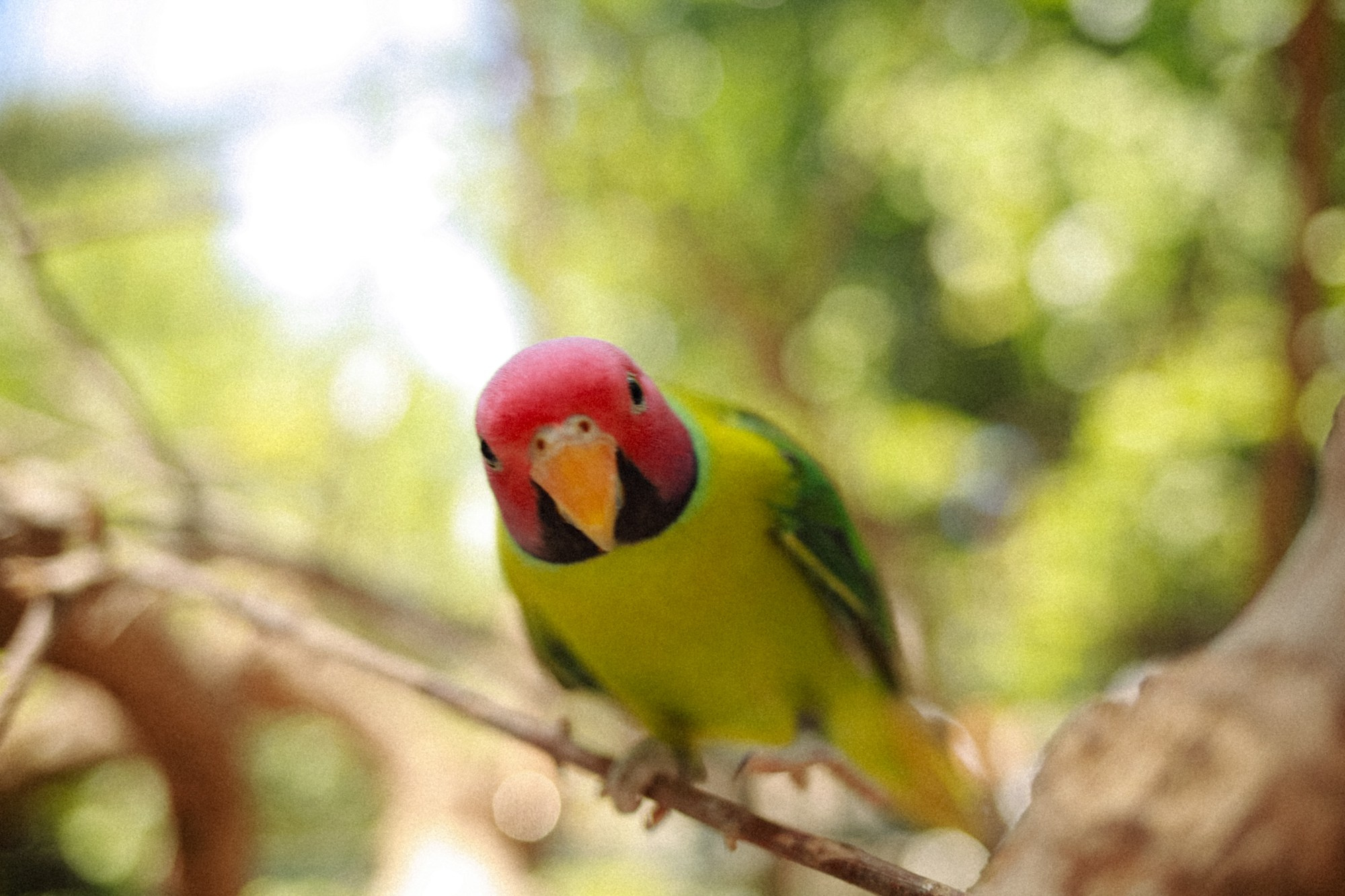 BIRDS. Marina Kálcheva – Photographer & Visual Artist in Barcelona