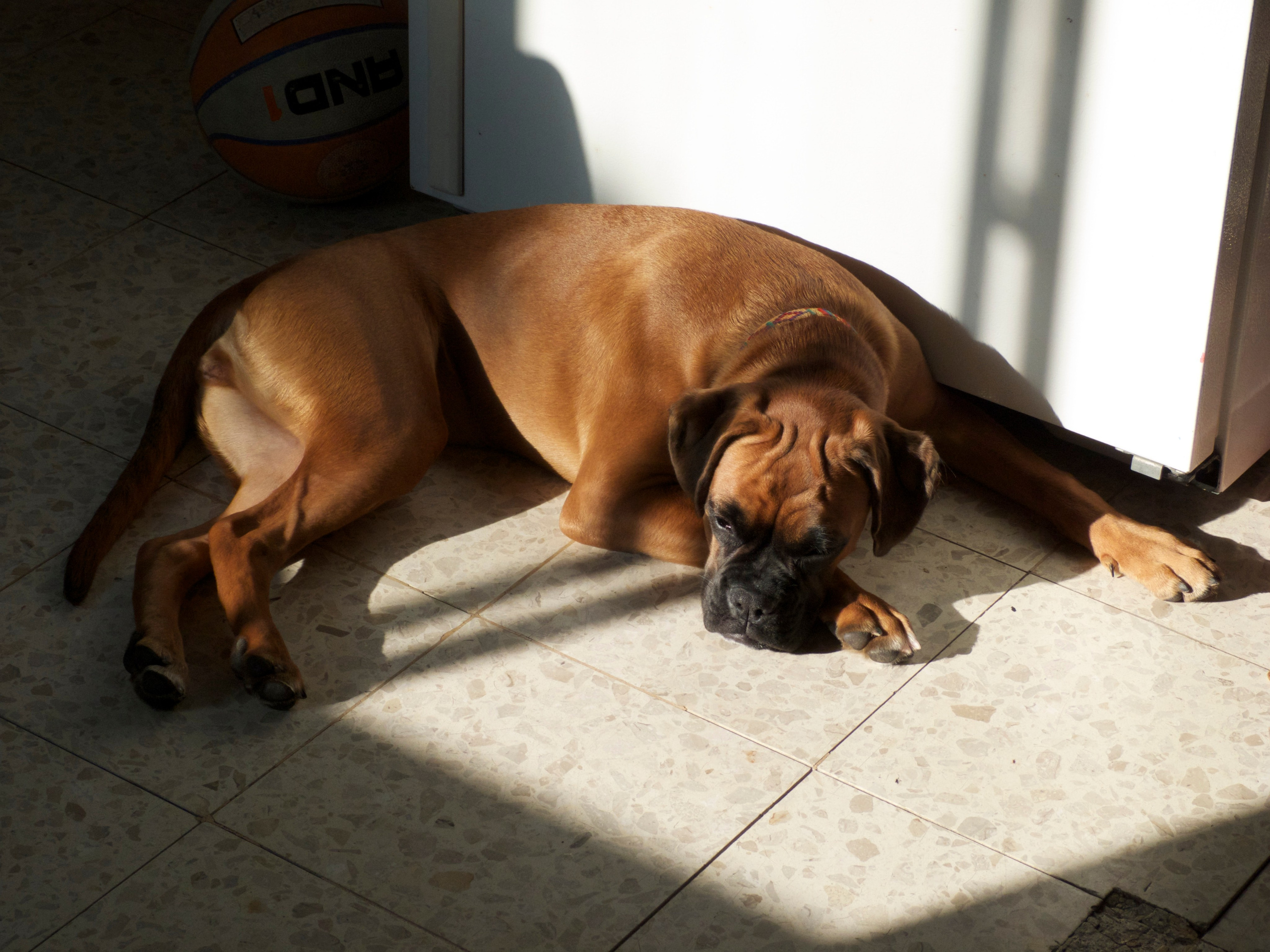 My ״Star״ Boxer Dog