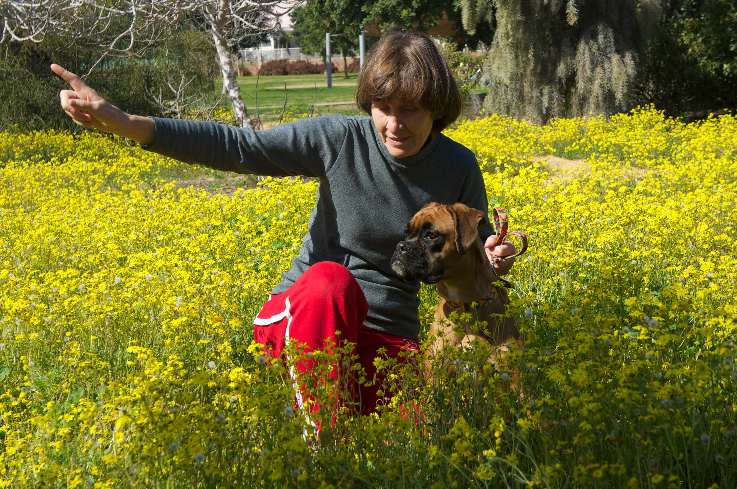 My ״Star״ Boxer Dog