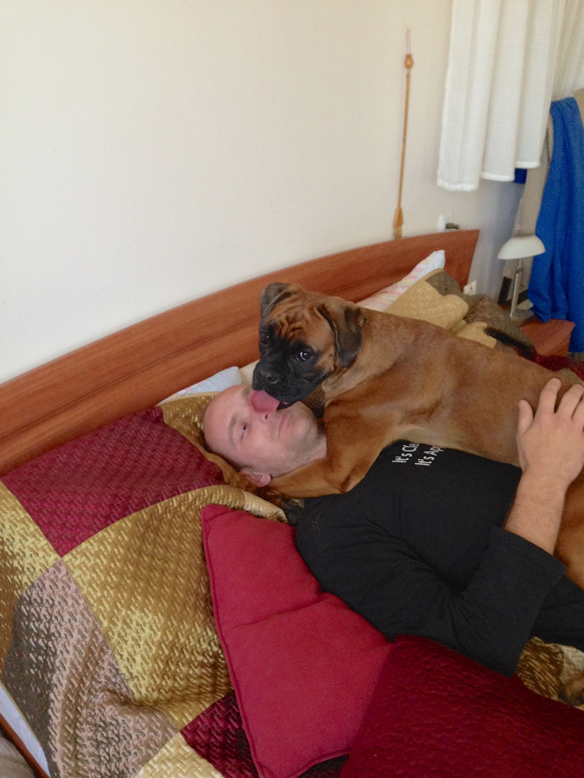 My ״Star״ Boxer Dog