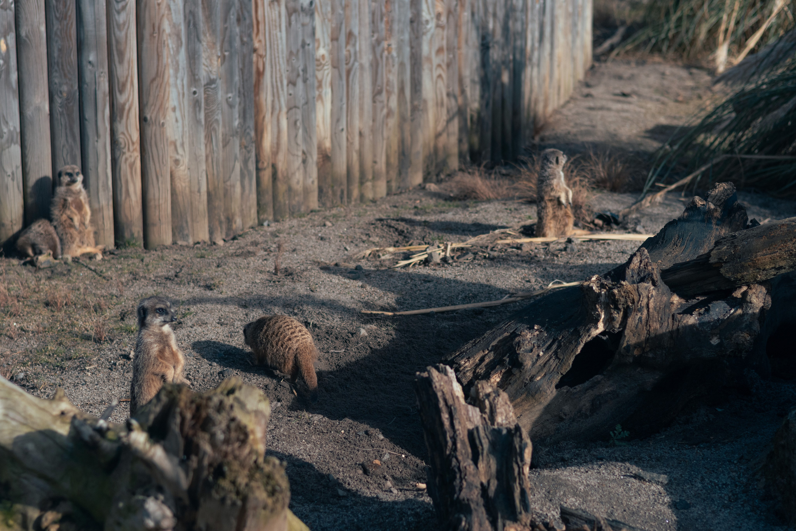 Nature. Portrait and Street photographer in Vilnius Edgar Shaipunas
