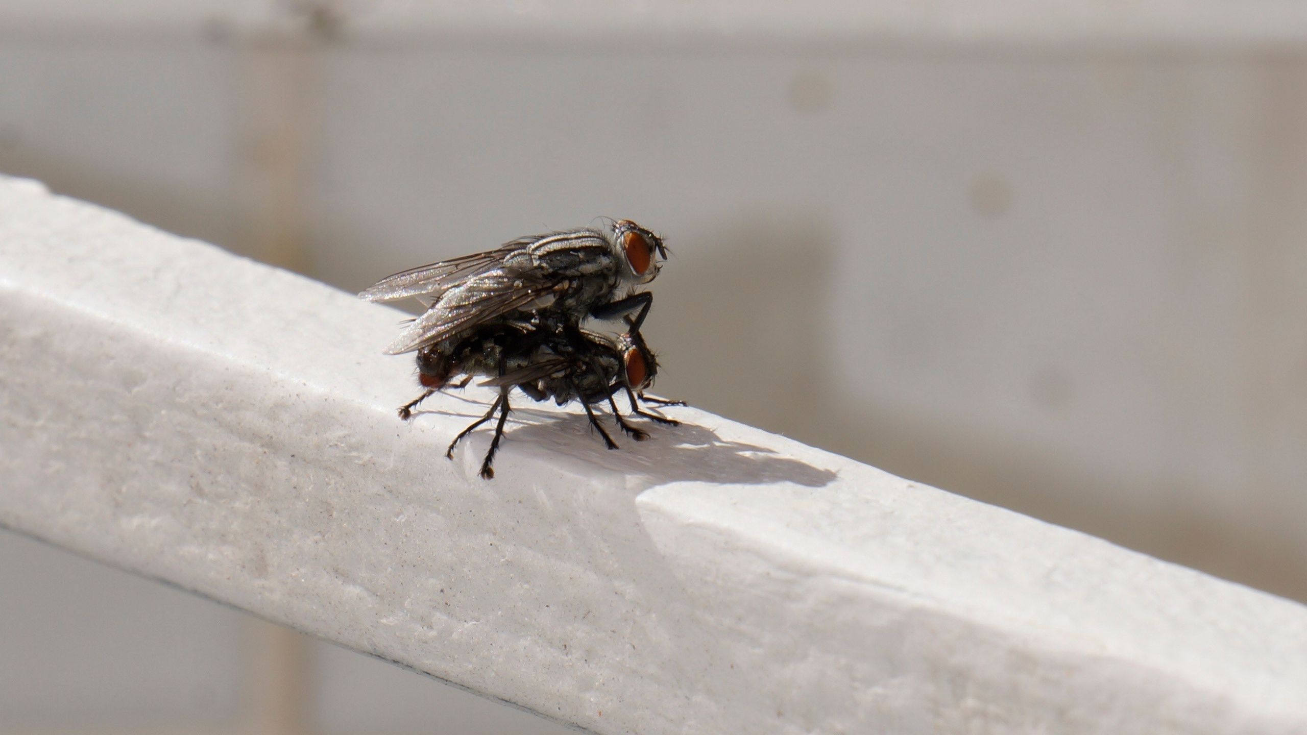 ISRAEL and beautiful people