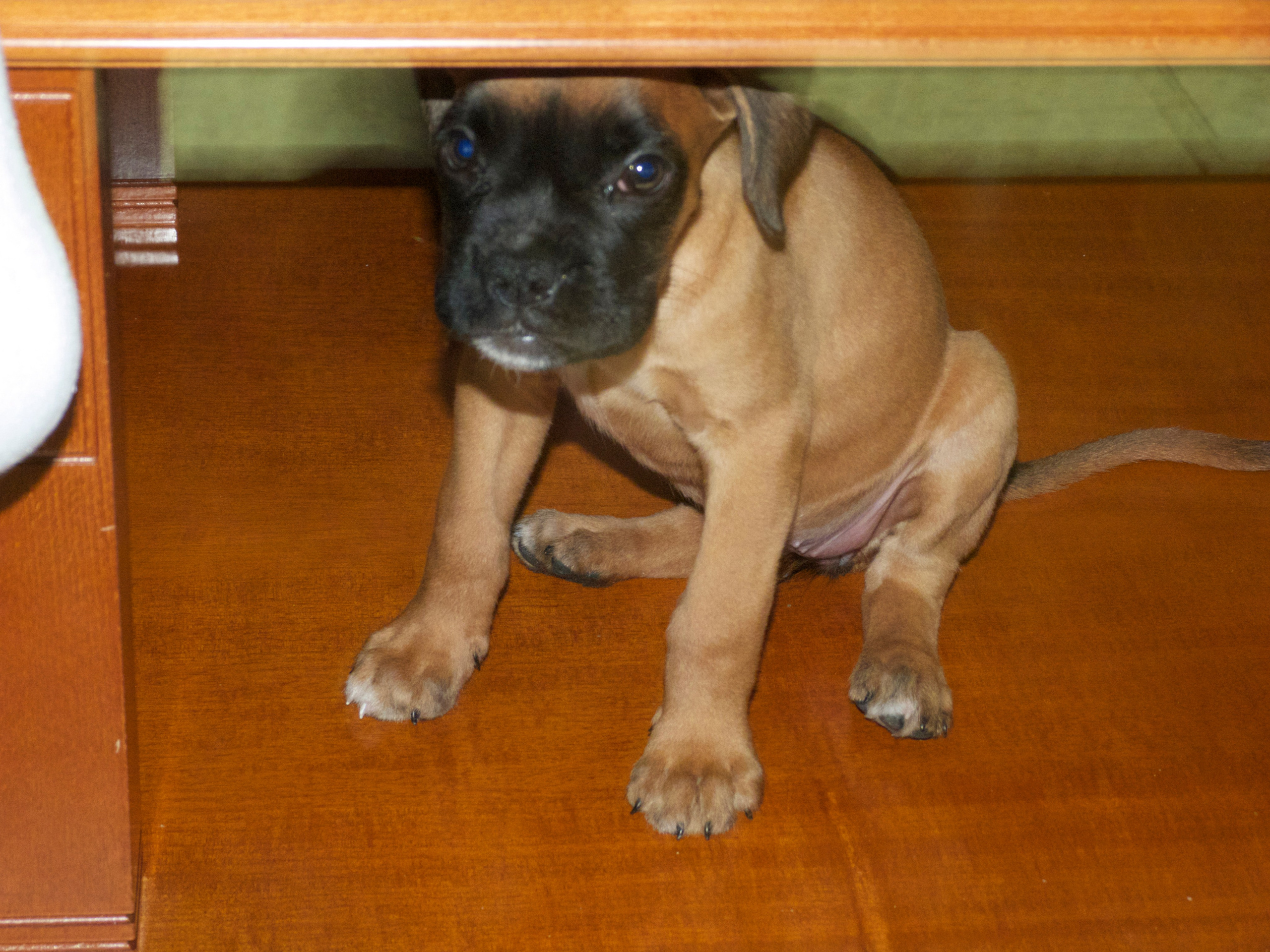 My ״Star״ Boxer Dog