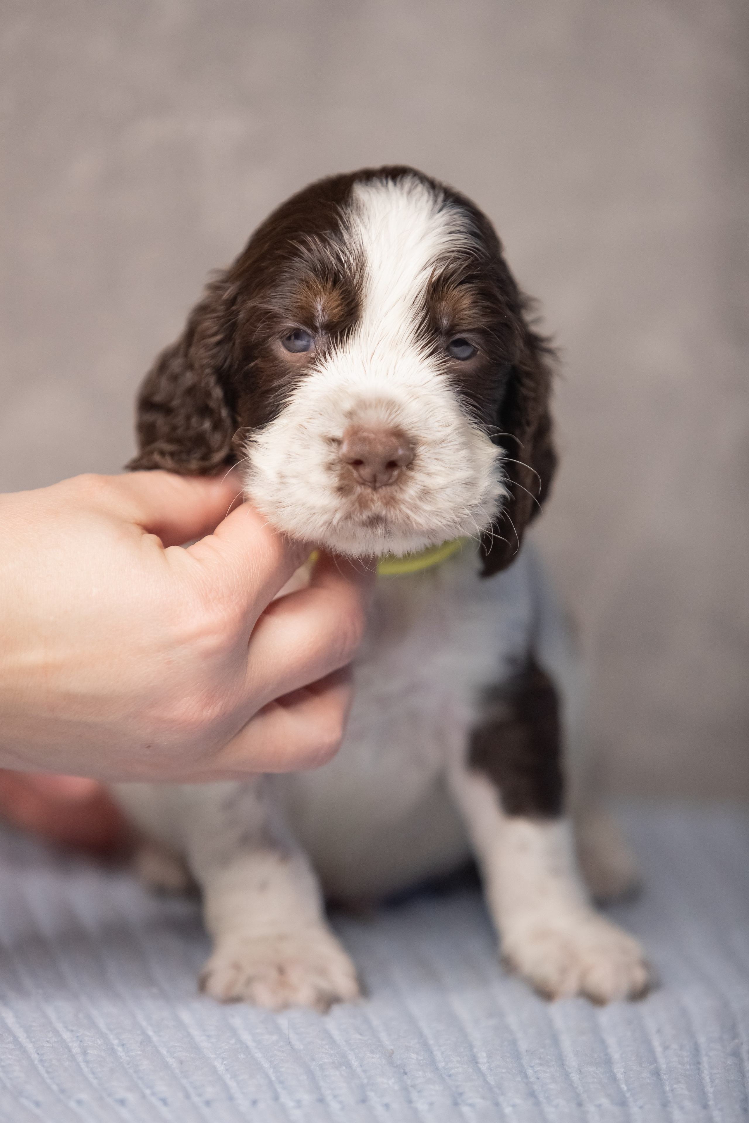 Male — Yellow collar 💛. Website of the titled stud dog of the Springer Spaniel breed