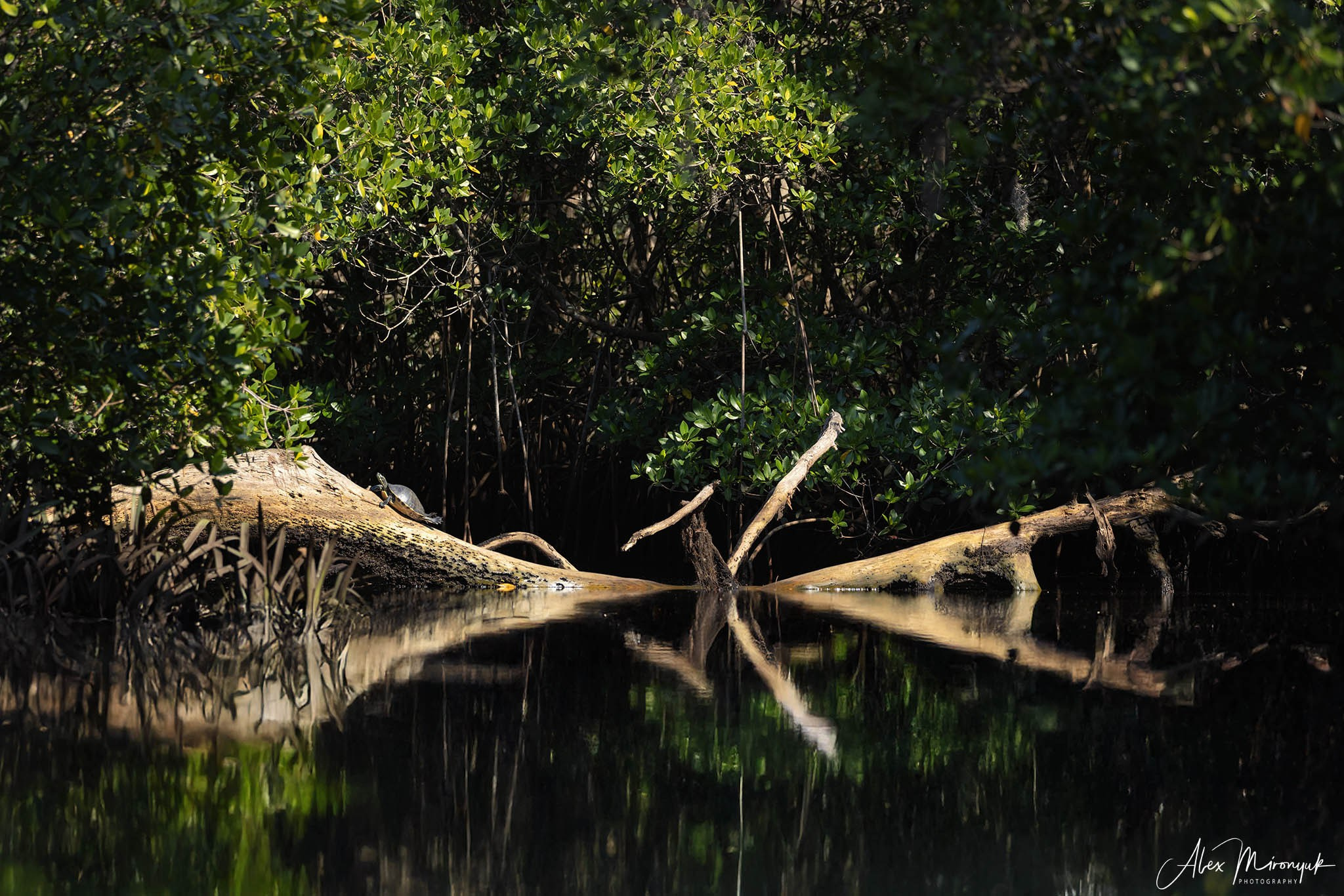 Exploring True Florida: Springs, Rivers & Manatees by Canoe. Pet, Senior, Landscape, portrait studio, photographer in Miami and Sou