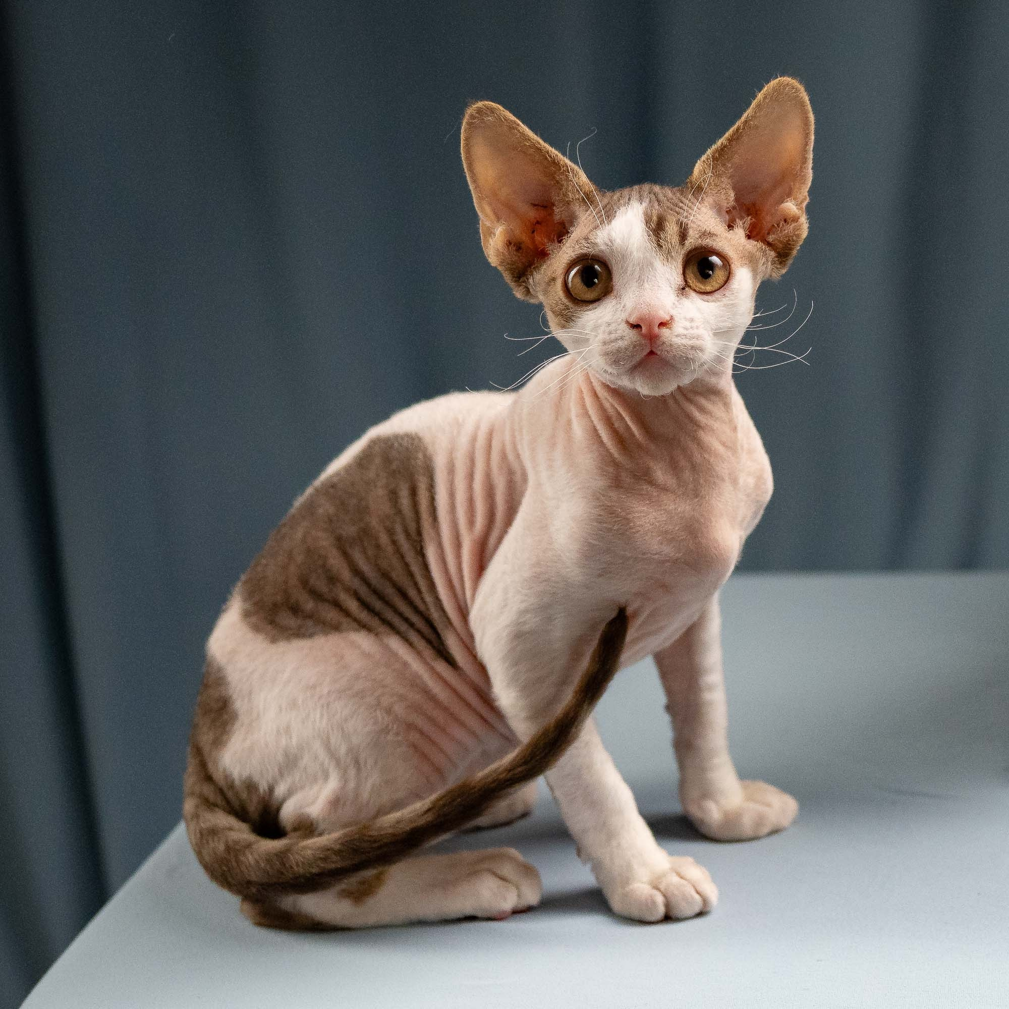 Hermes, boy, born 04.20.25. Devon Rex Pixie Cattery