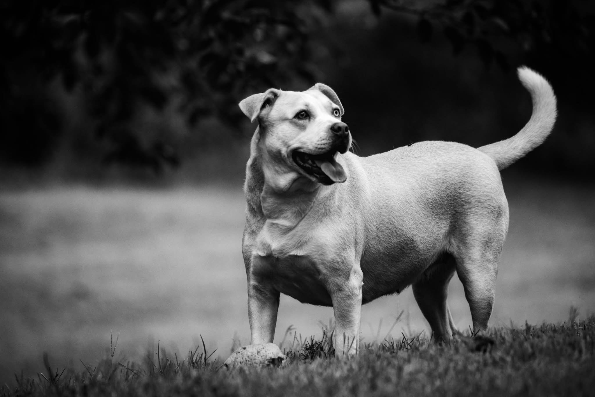 Black and white. Nick With The Pic Media Co