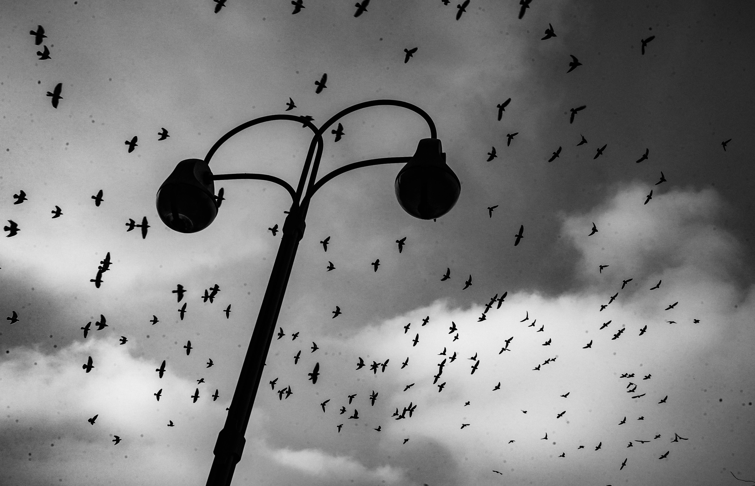 Пернатый психоз. Стрит-фотография, полная абсурда, идиотизма и красоты