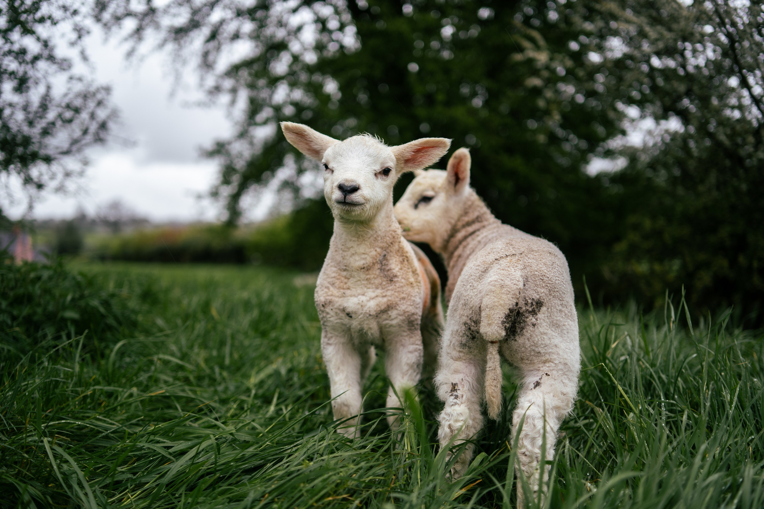 Farming. Ryan Hewitt Photographer