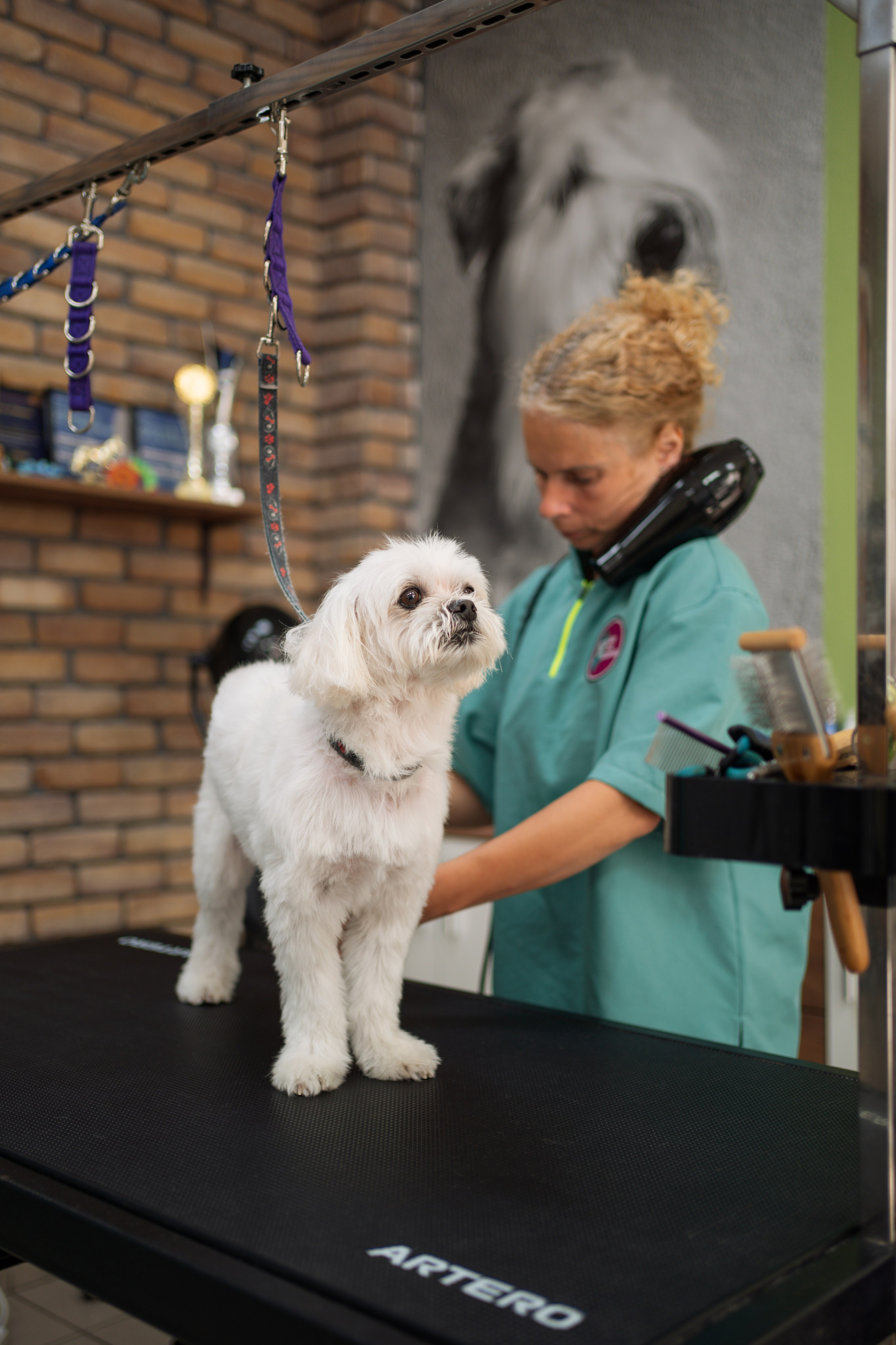 PetGroom Timisoara. Cozac Cristian Photographer
