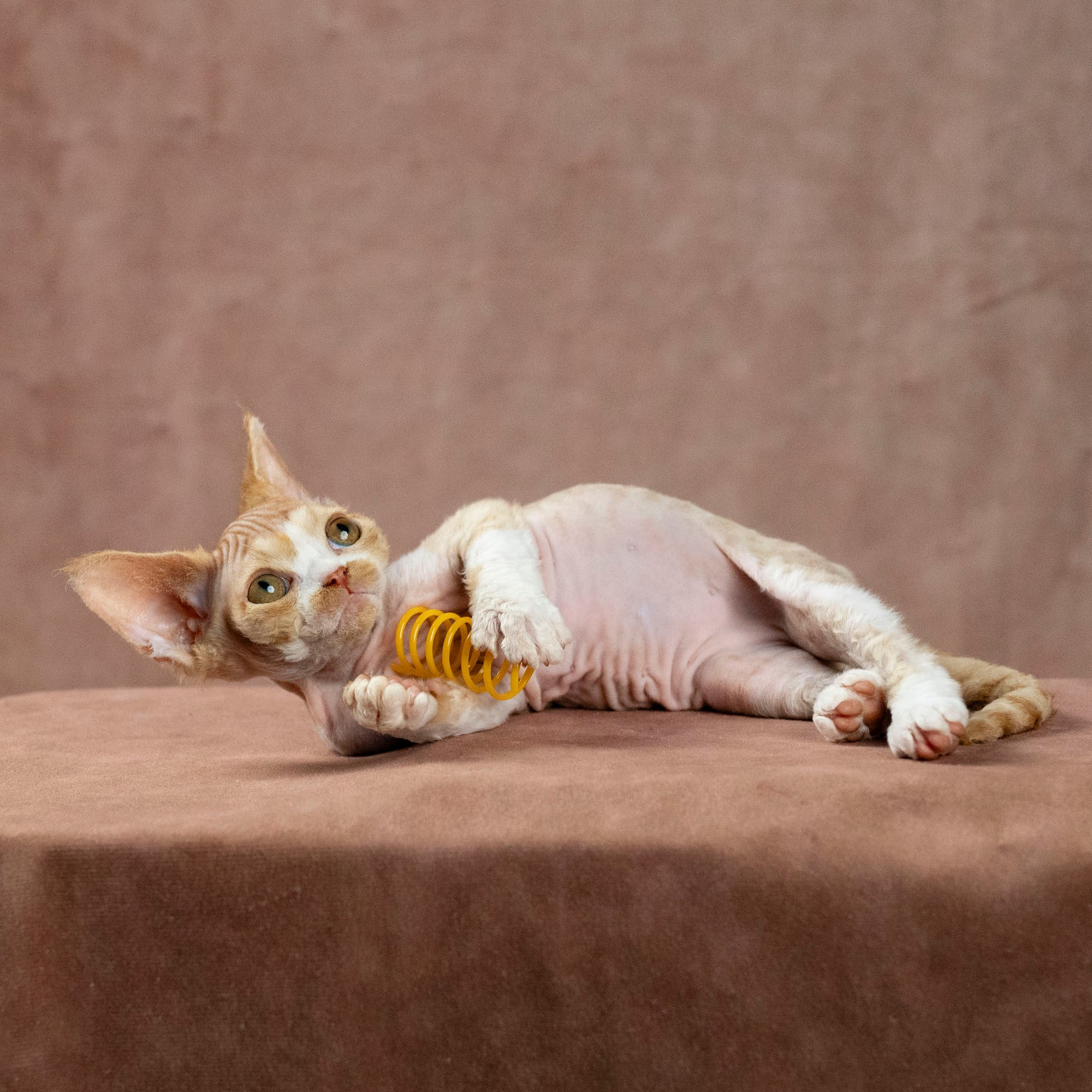 Dobby, boy. Devon Rex Pixie Cattery