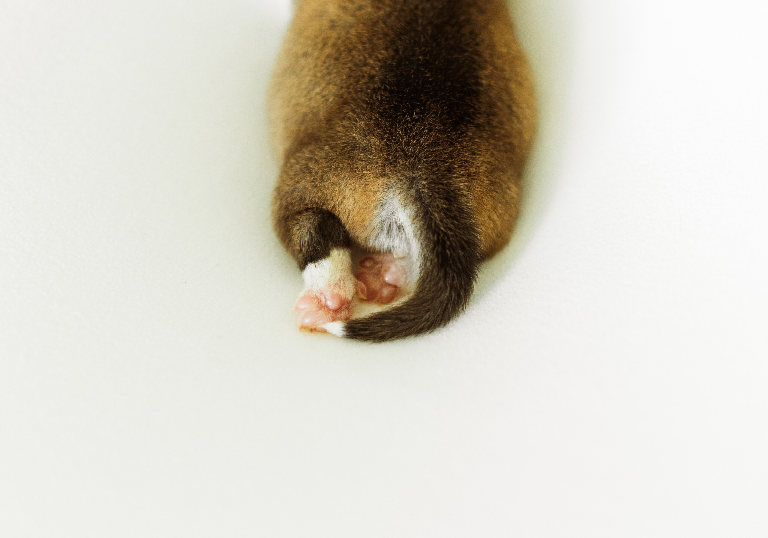 Pennut 11.5.2026. Nordsunfower