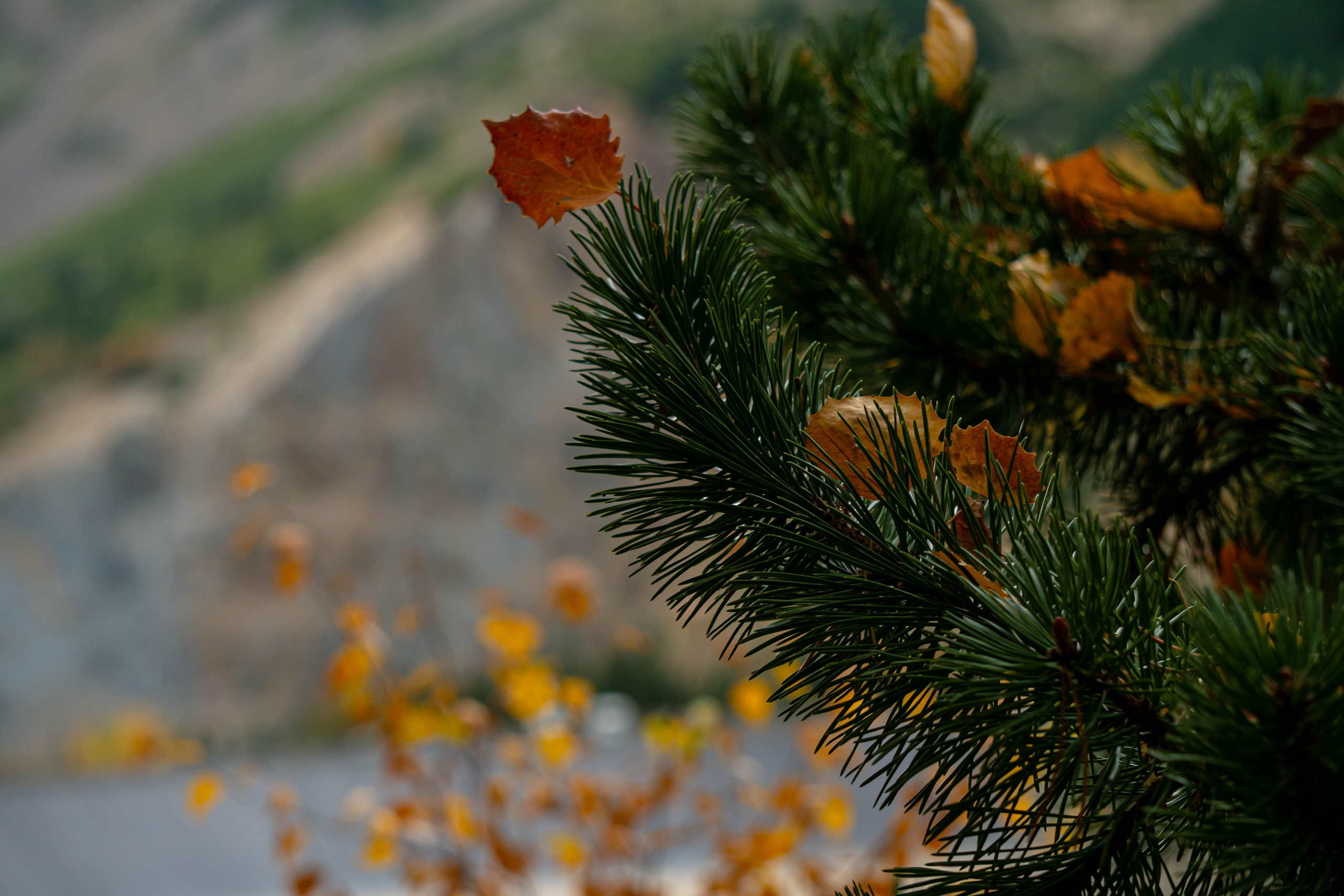 Vall Fosca en otoño. Alba del Norte Studio