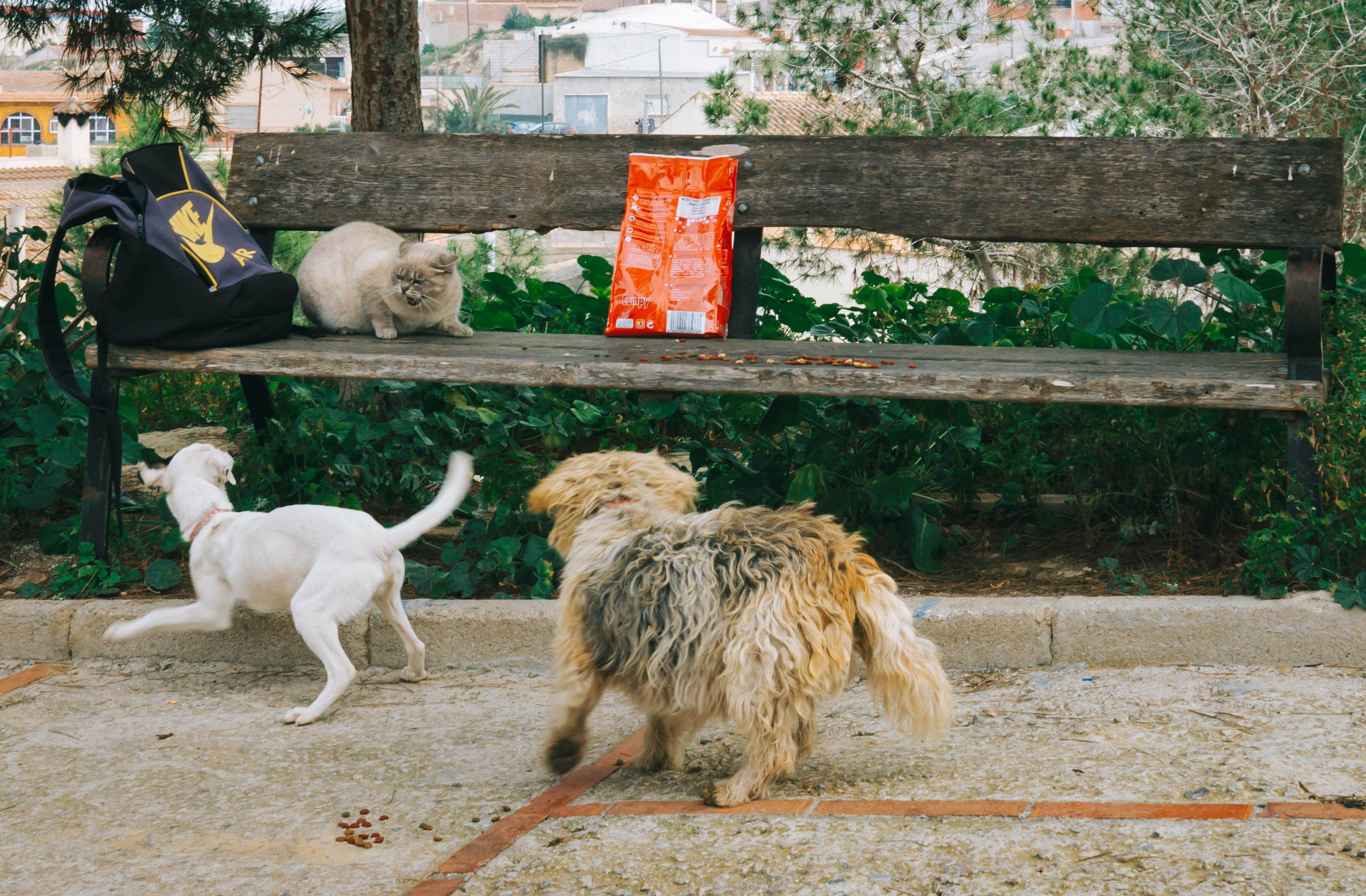 Rojales. Alba del Norte Studio