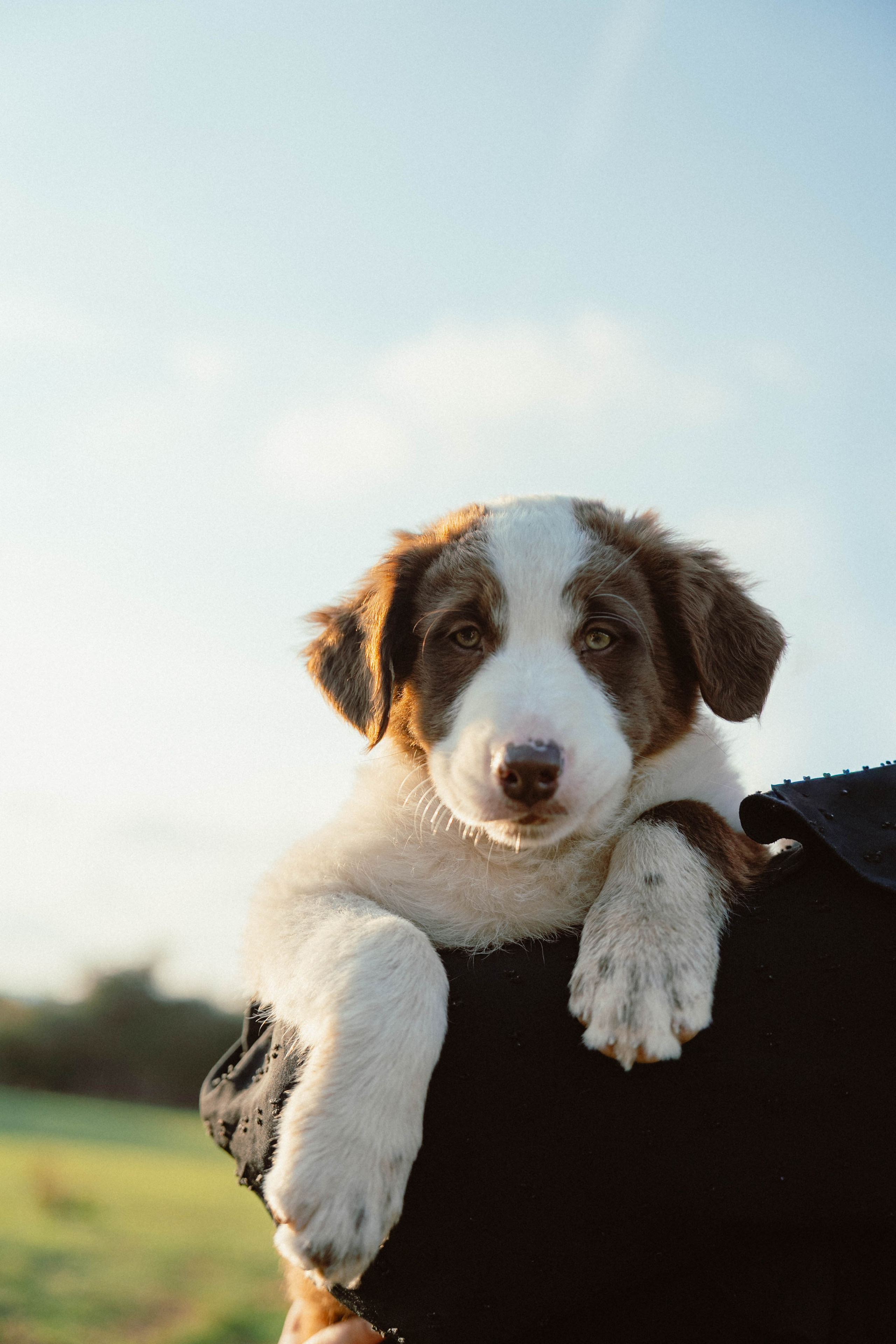 Victoria & Mehdi. Weeding photographer / event / portrait