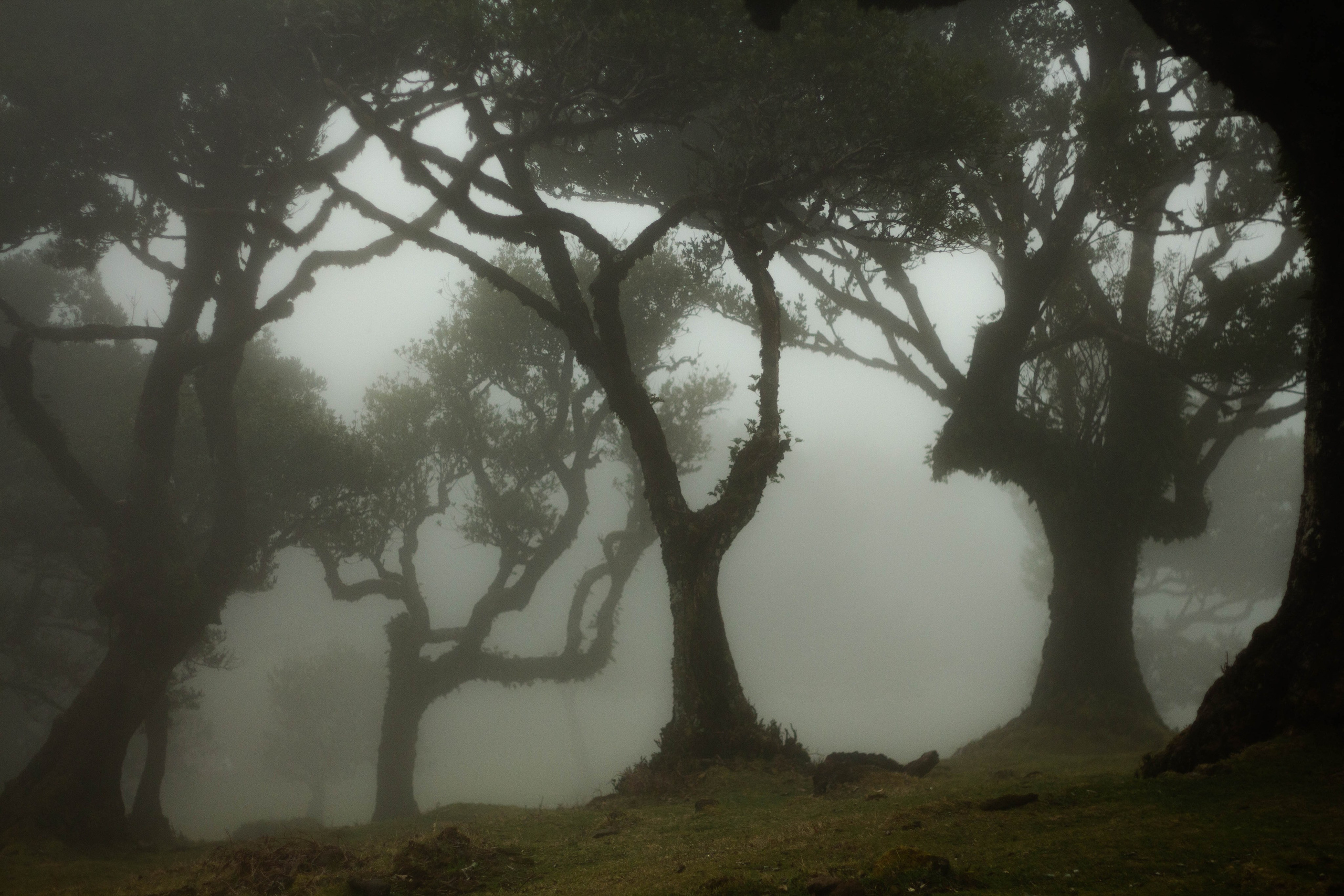 Madeira. Look Around You
