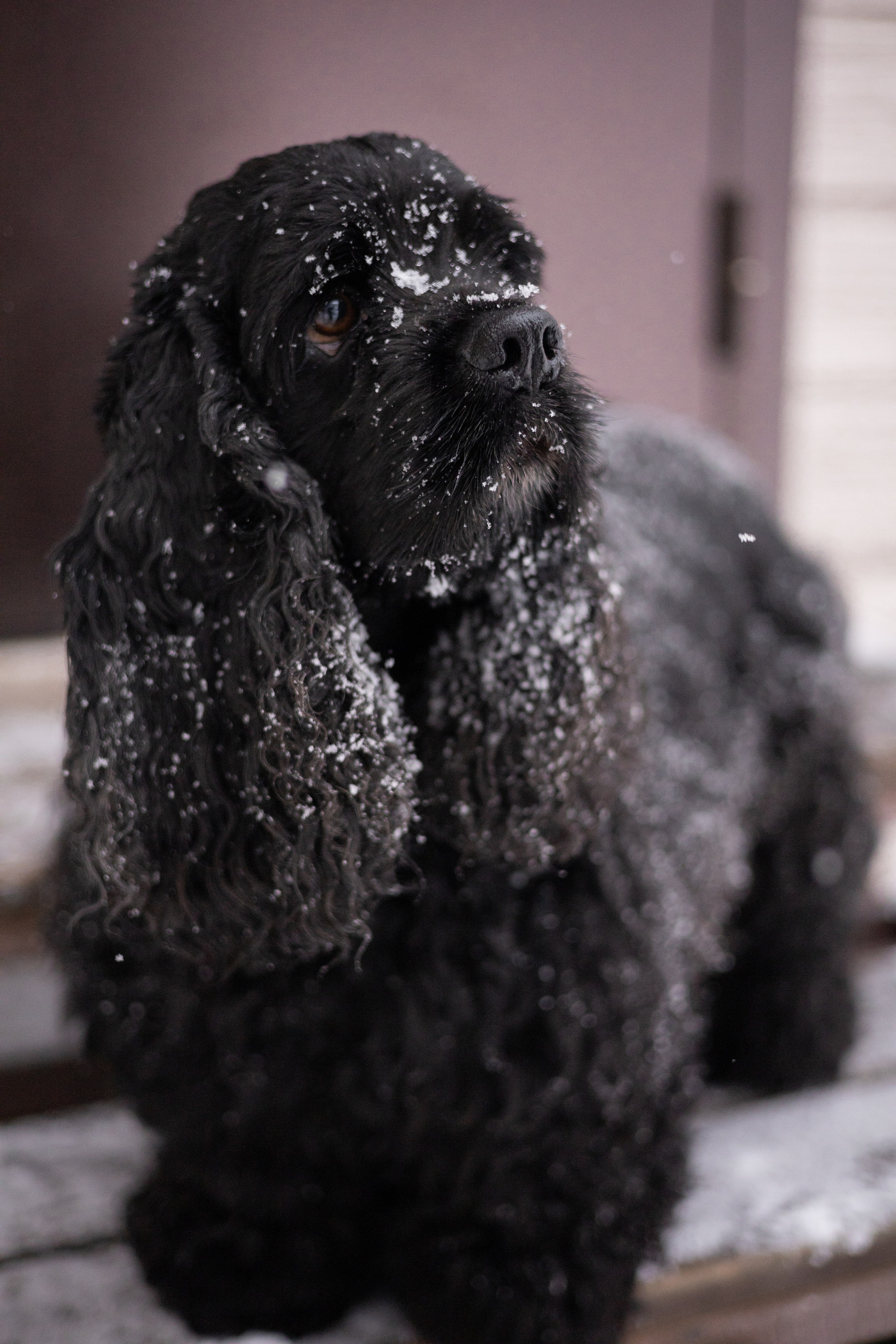 Кейт и Ен. Фотограф-анималист | Белград