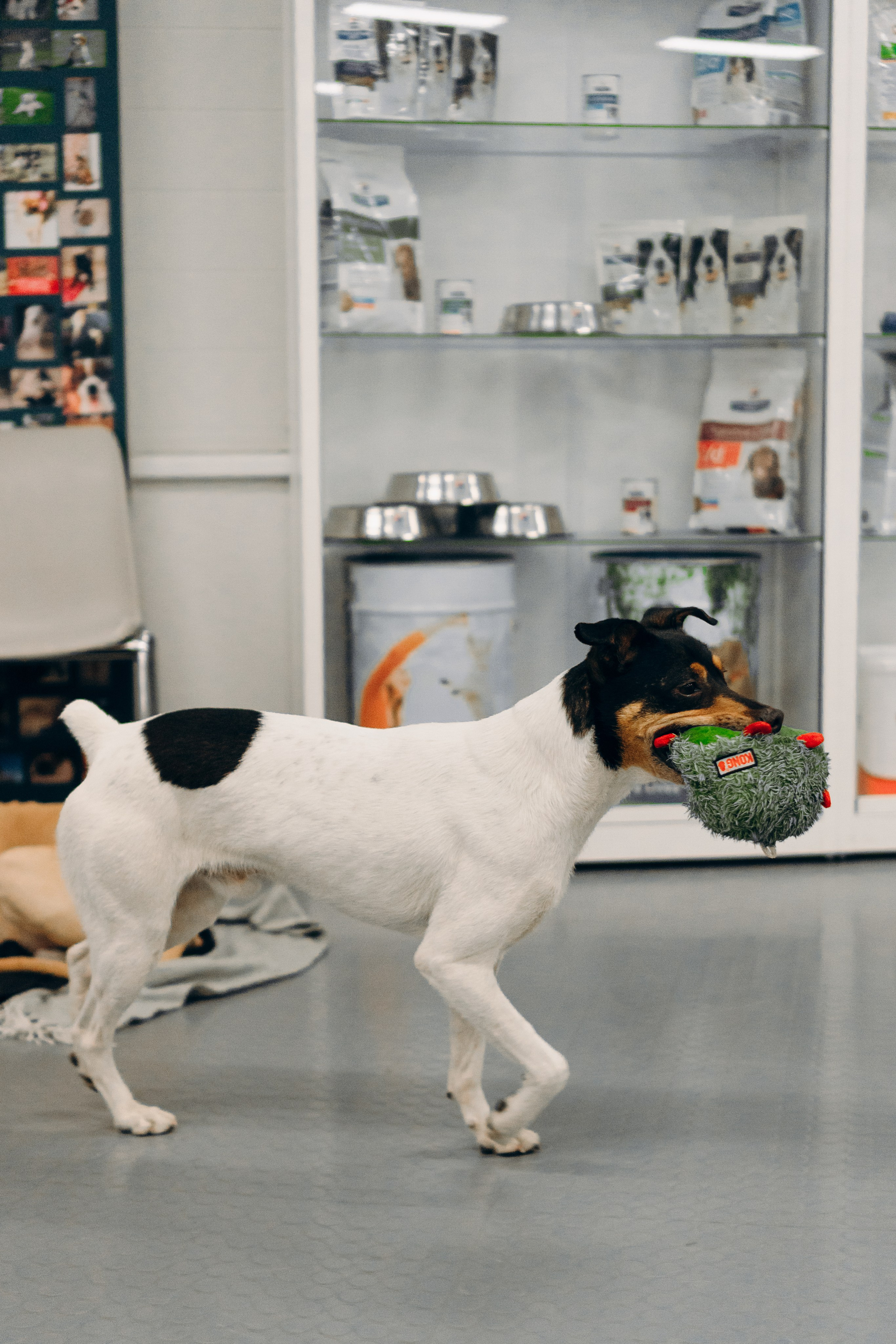 GalgoTreff / PetCity Rannamõisa, 13 apr. 2025. Kat Laisaar — Pet photographer in Tallinn