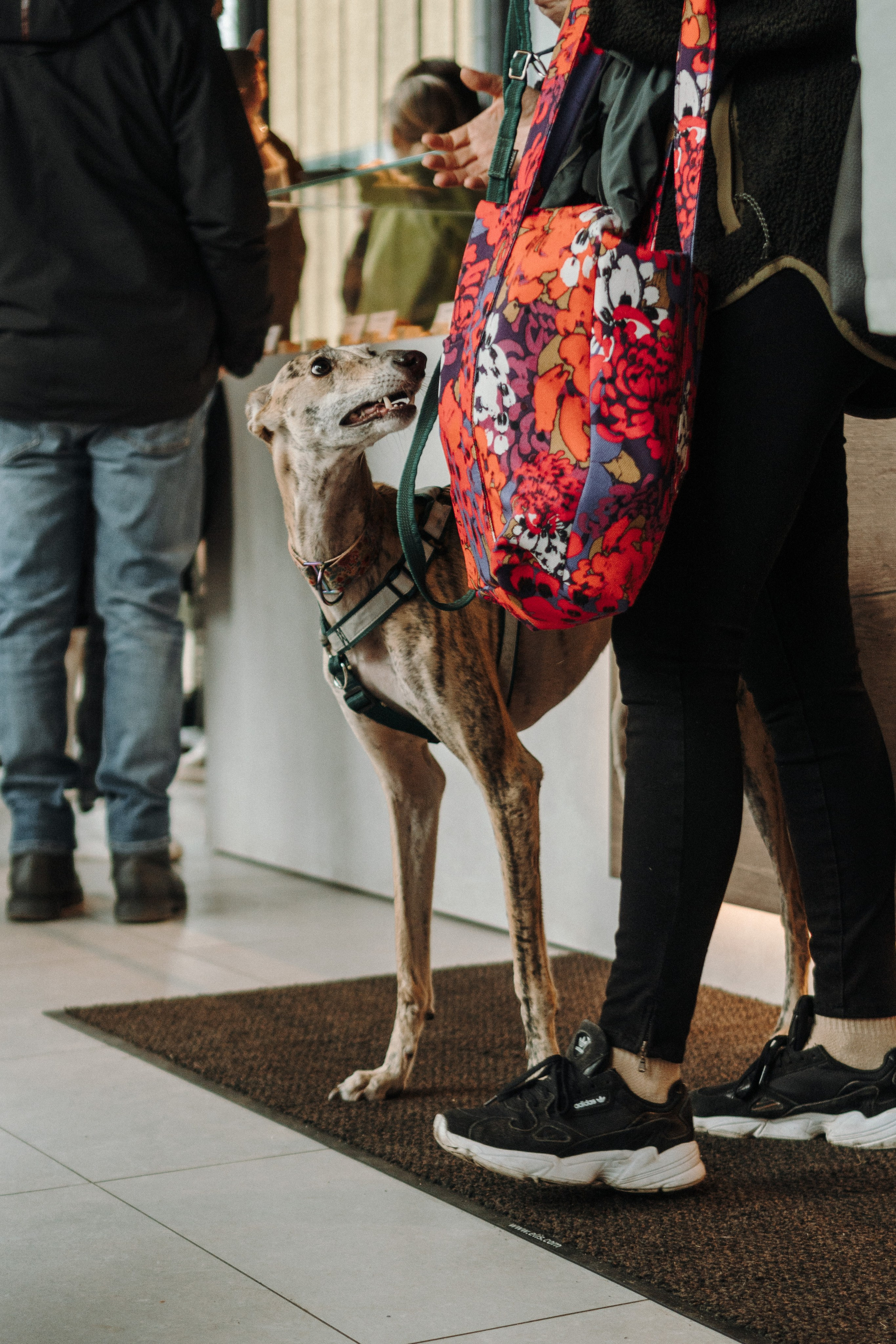 GalgoTreff / Mia Pagar 1 may, 2025. Kat Laisaar — Pet photographer in Tallinn